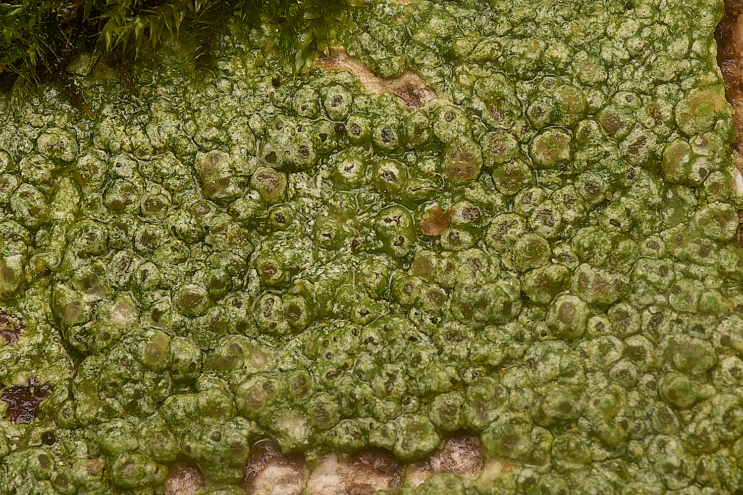 FelbriggPertusariahymenea271224-1