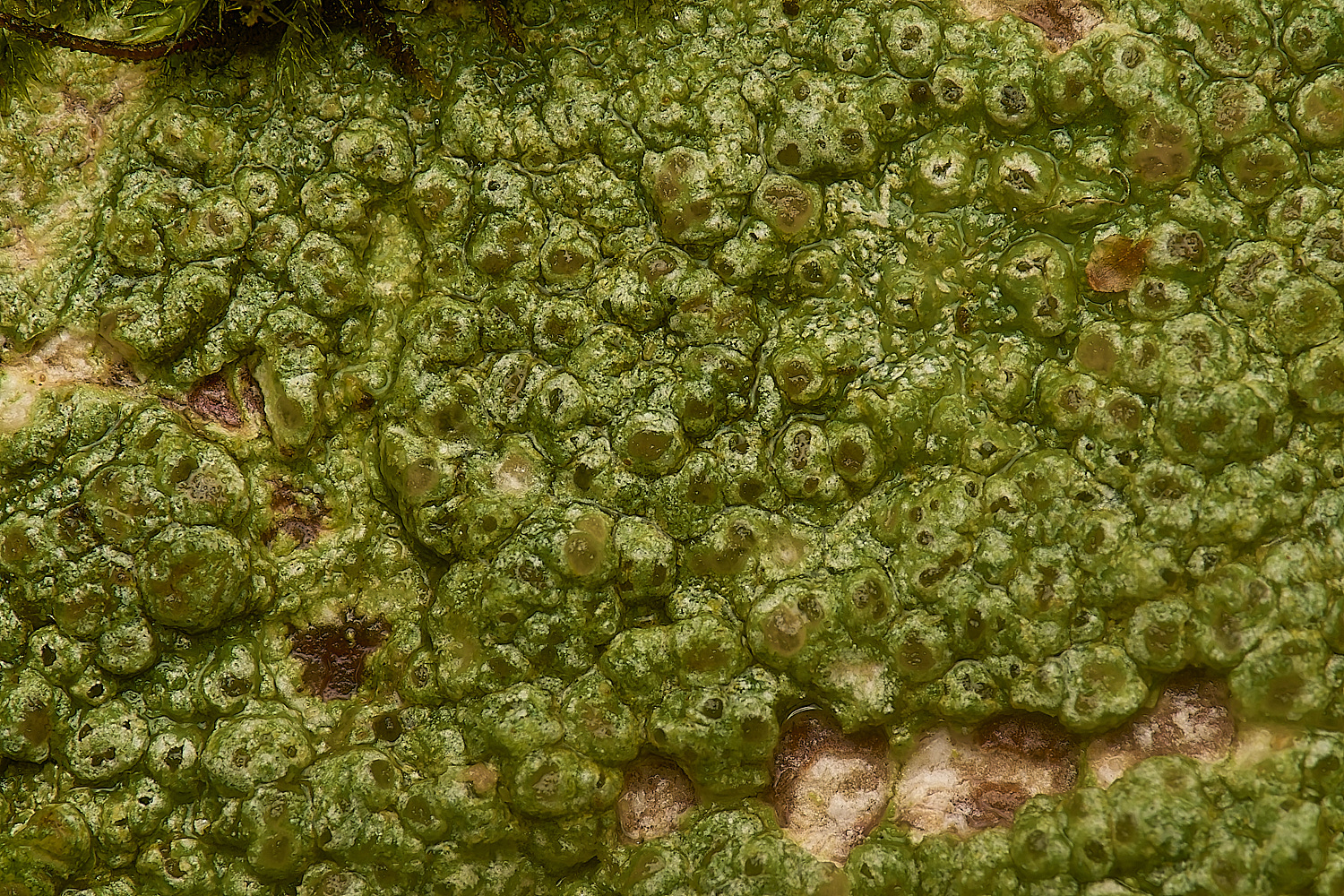 FelbriggPertusariahymenea271224-2