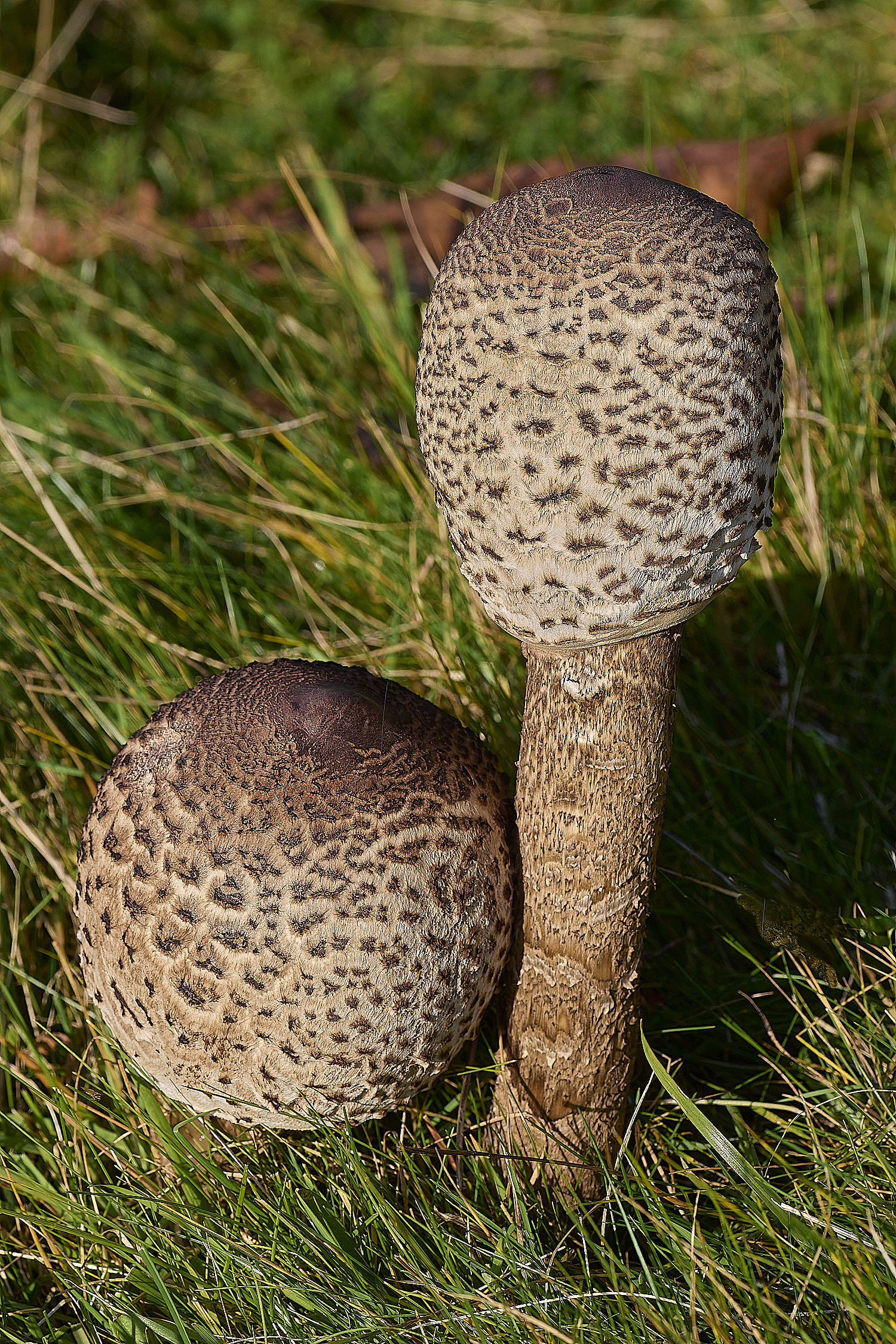 FelbriggShaggyParasol231024-1