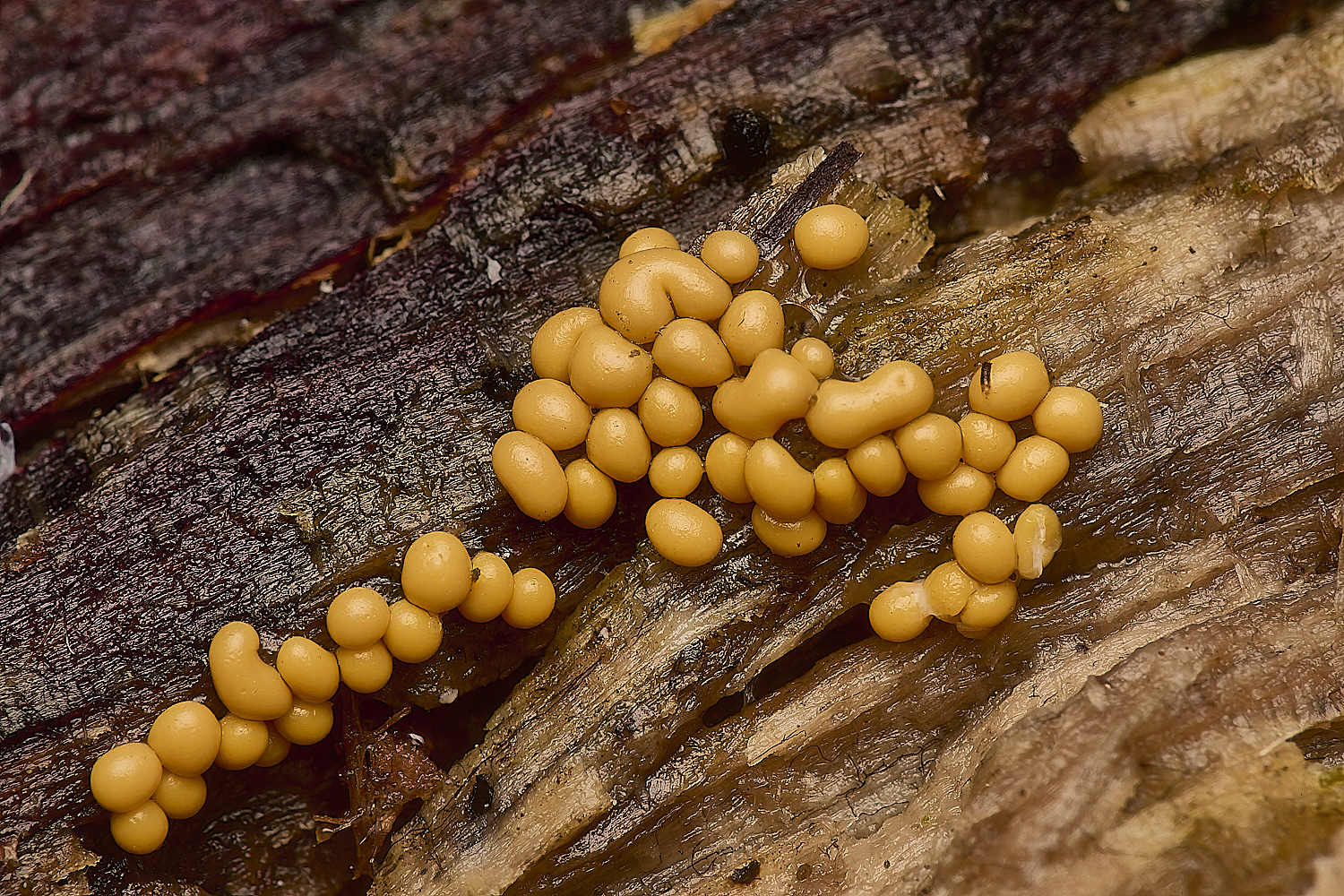 FelbriggSlimeMold2221024-2