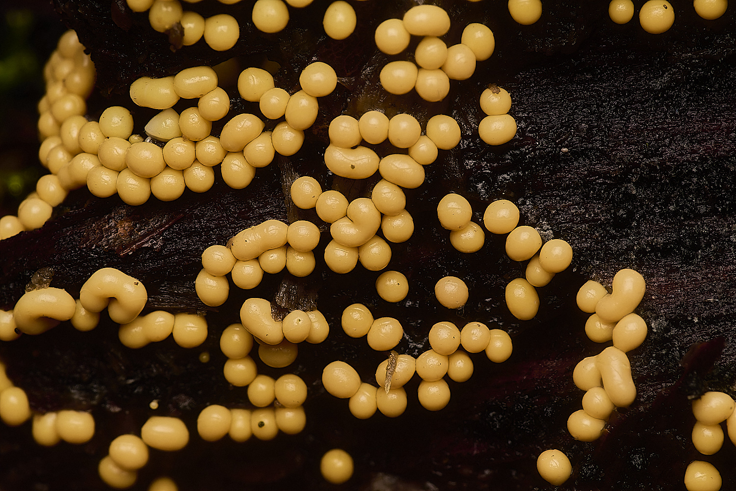 FelbriggSlimeMold2221024-3