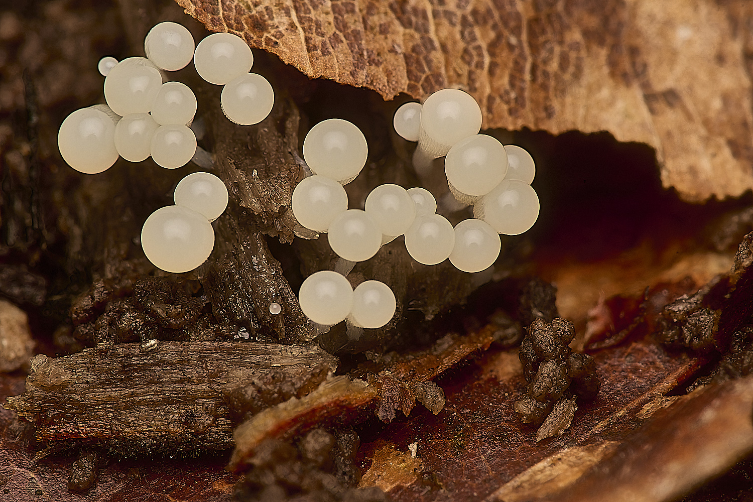 FelbriggSlimeMold2221024-4