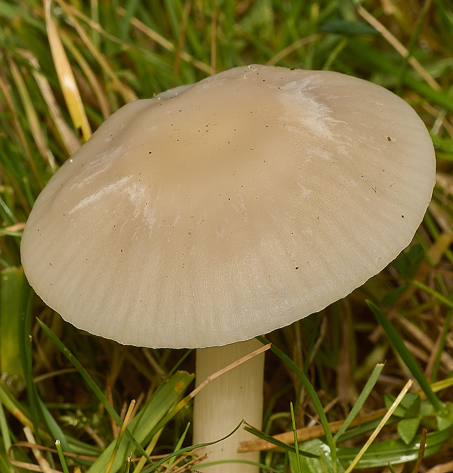 FelbriggSnowyWaxcap231024-1