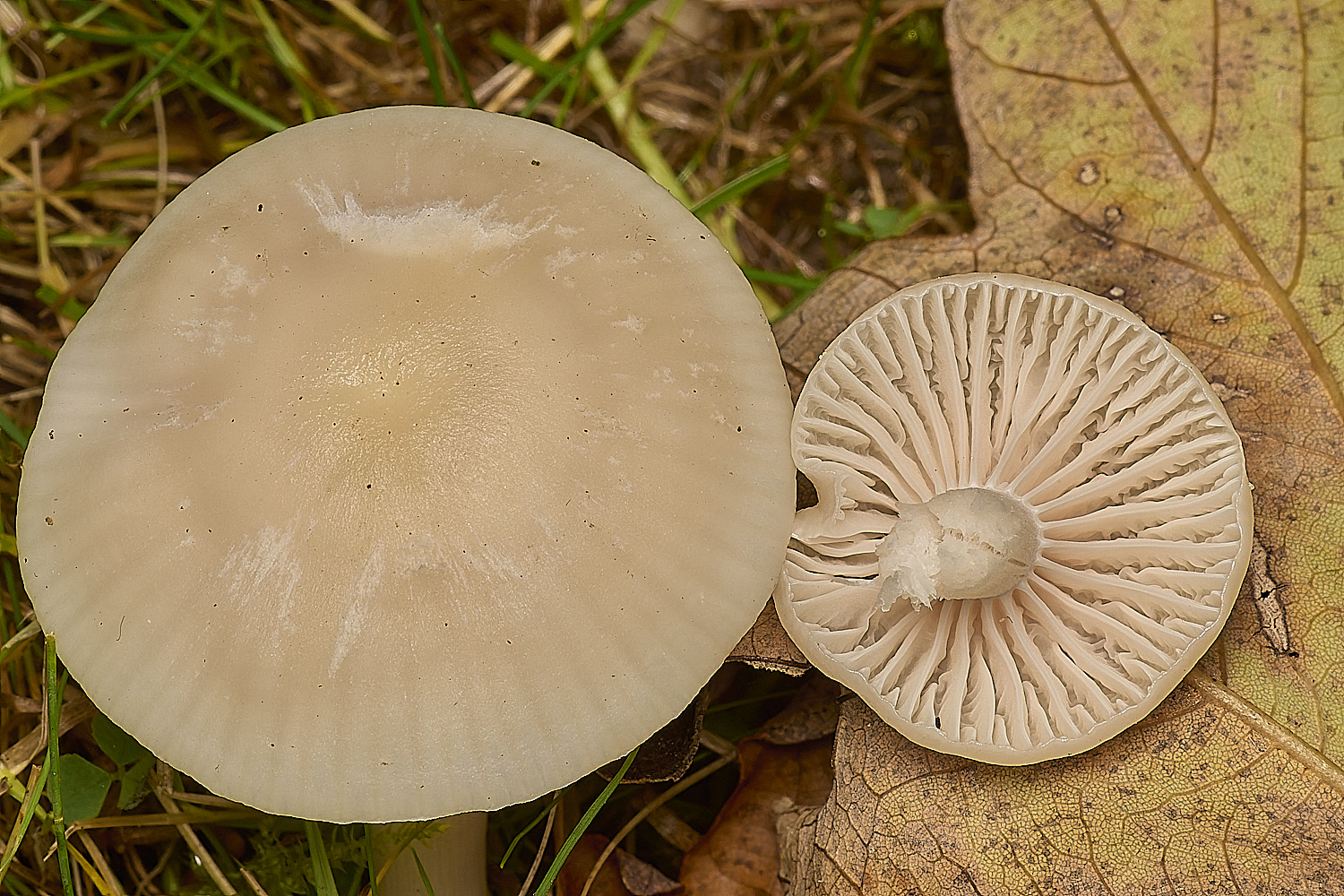 FelbriggSnowyWaxcap231024-2