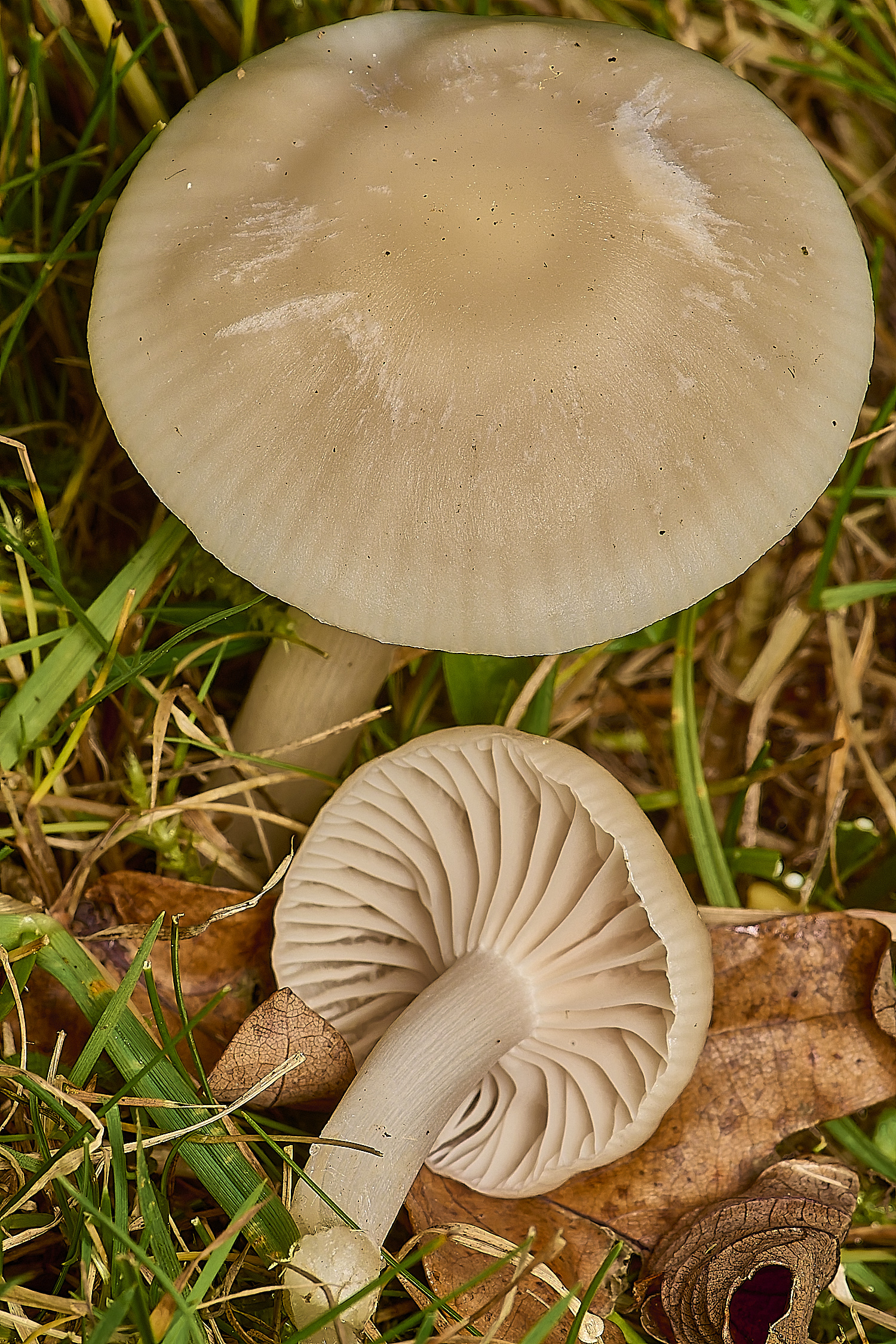 FelbriggSnowyWaxcap231024-3