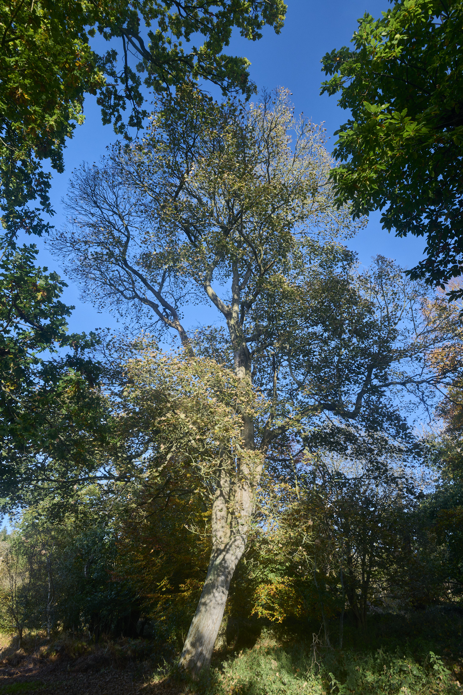 FelbriggSycamore231024-1