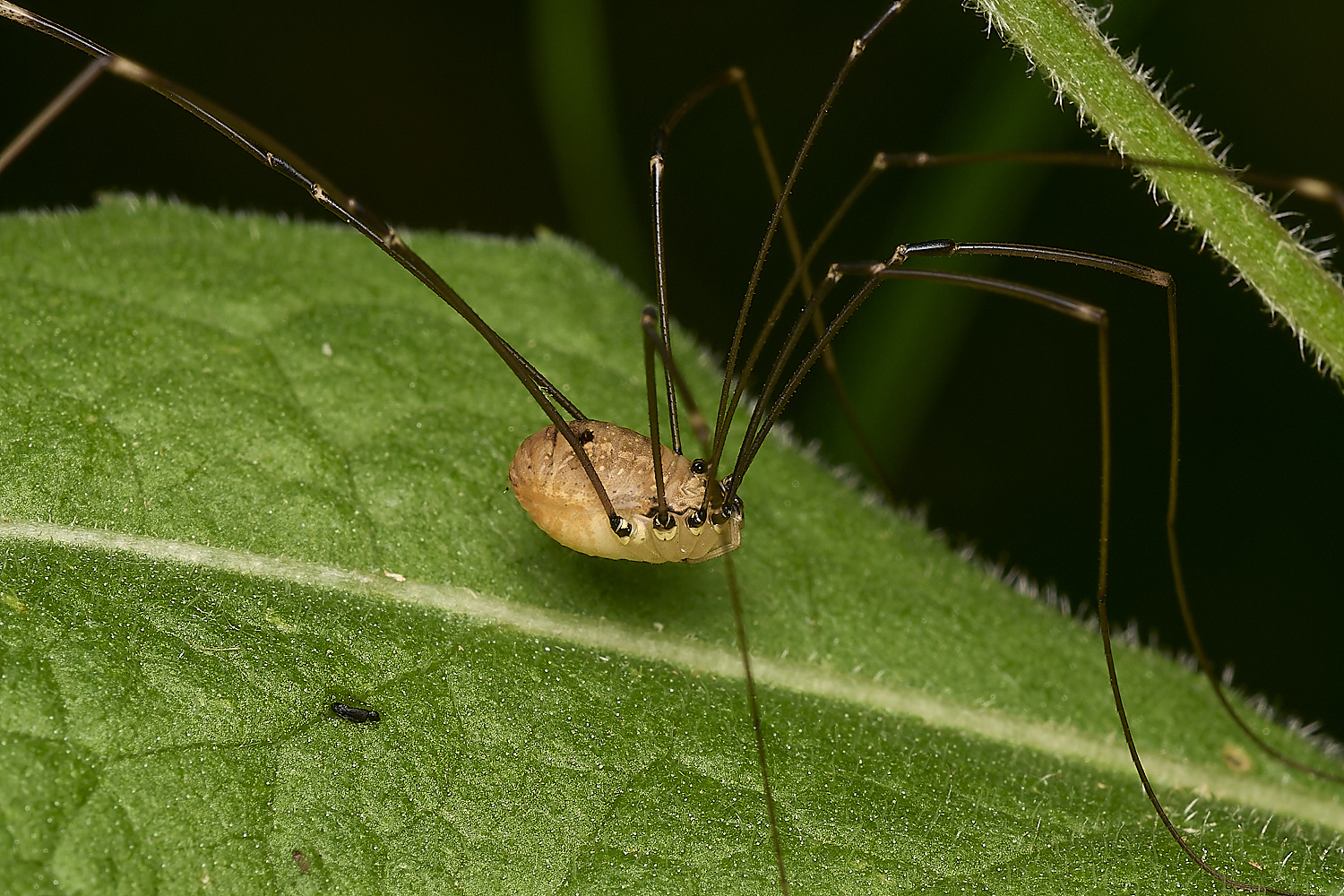 FocleyWoodHarvestmen2289724-1