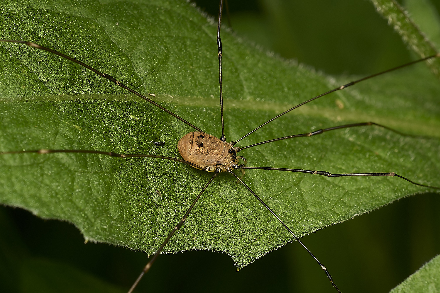 FocleyWoodHarvestmen2289724-2