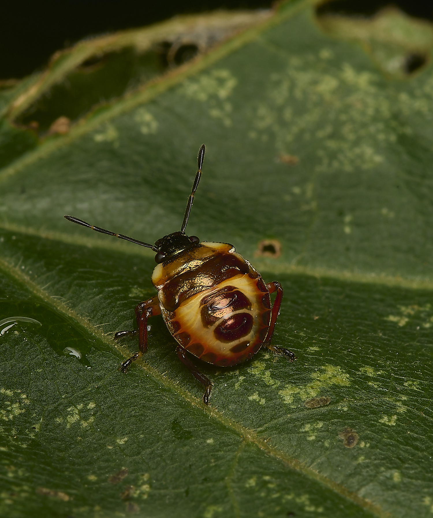 FoxletWoodShieldbugInstar270724-1