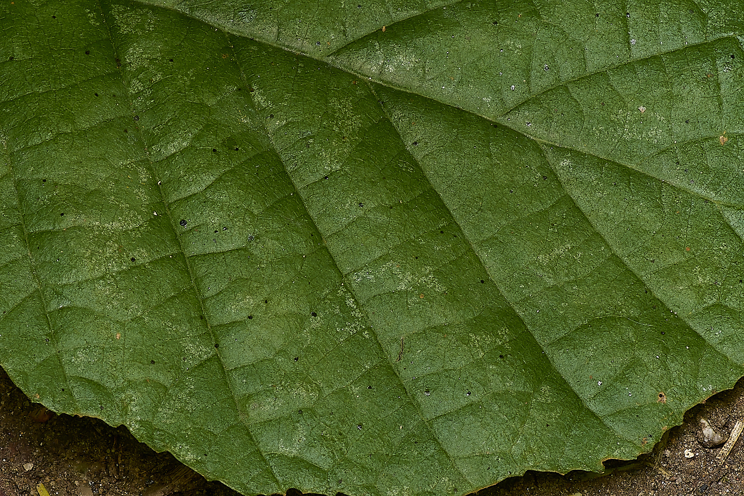 FoxleyWoodAlderMildew280724-1