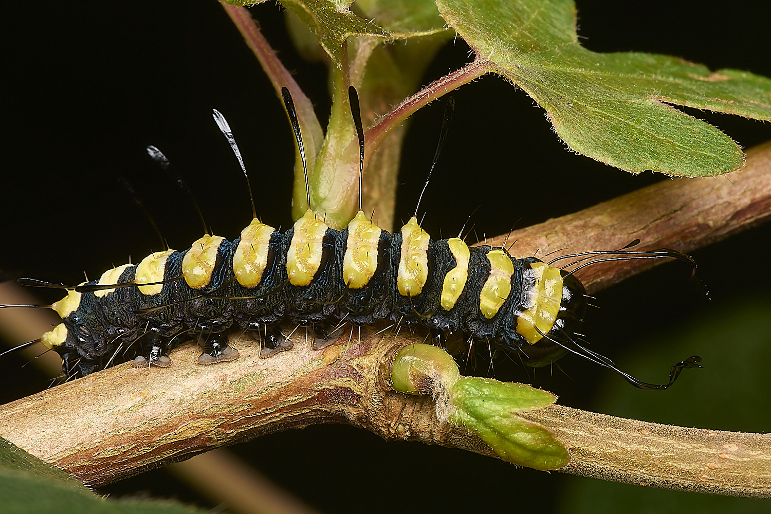 FoxleyWoodAlderMoth280724-10