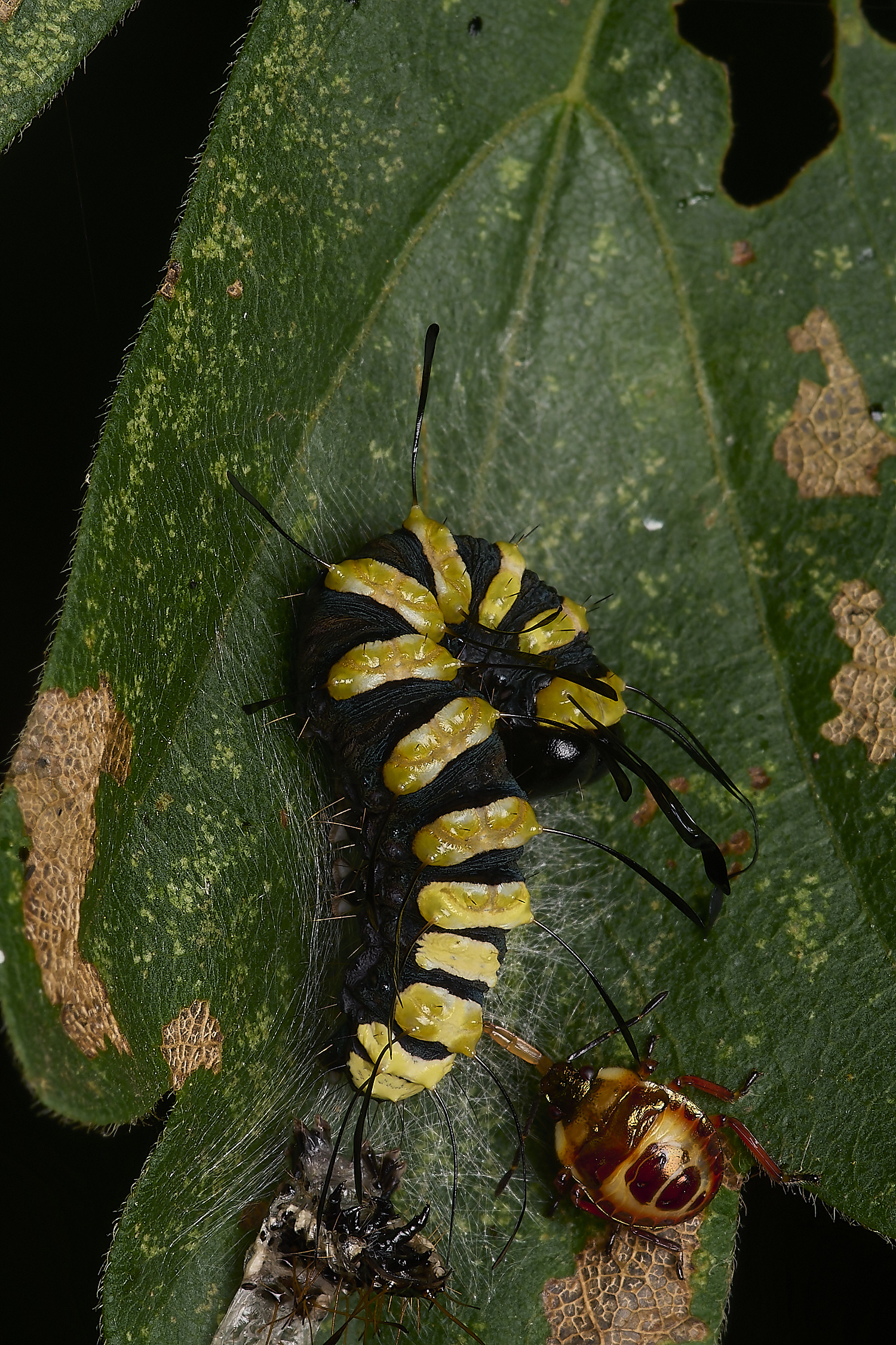 FoxleyWoodAlderMoth280724-7