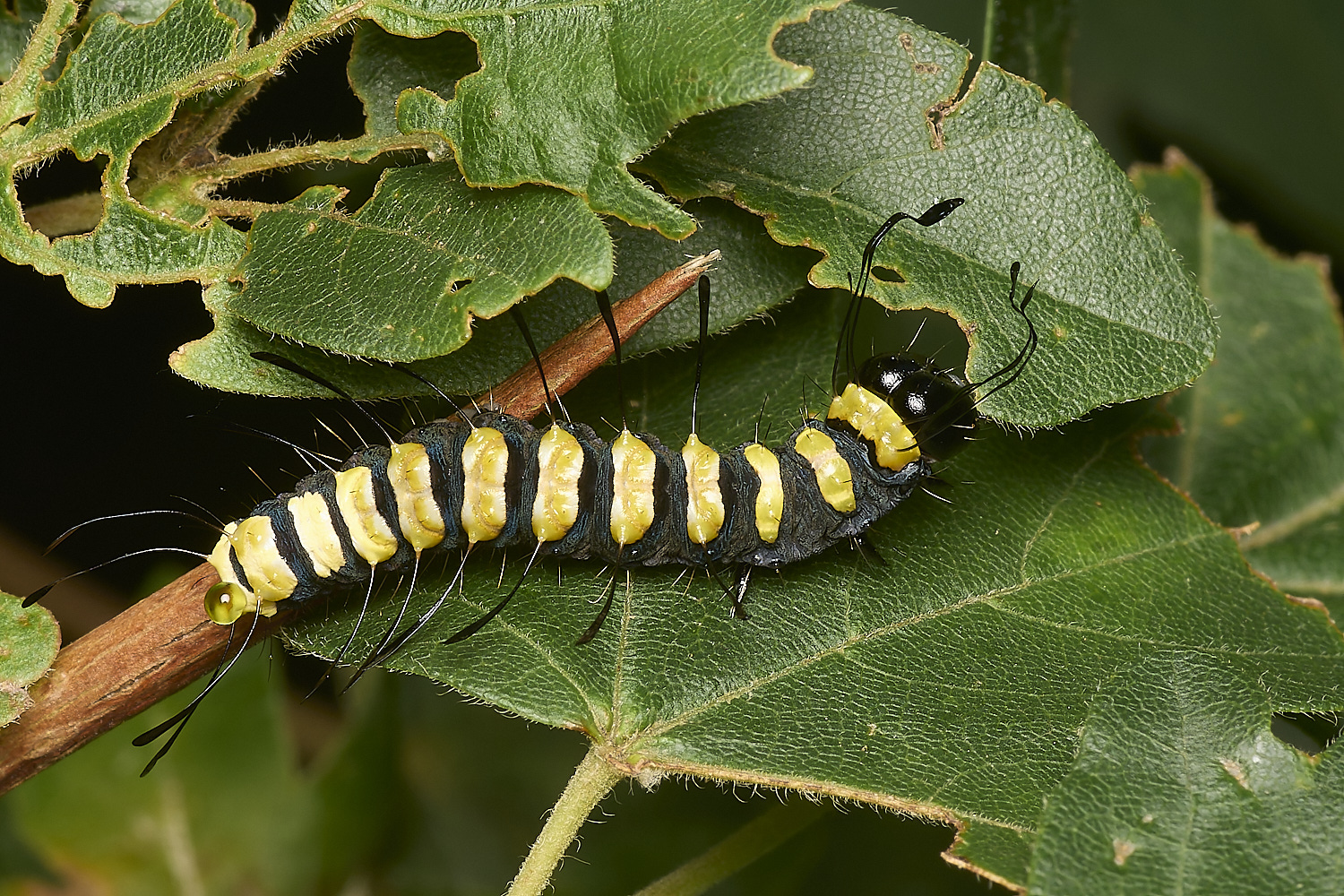 FoxleyWoodAlderMoth280724-8