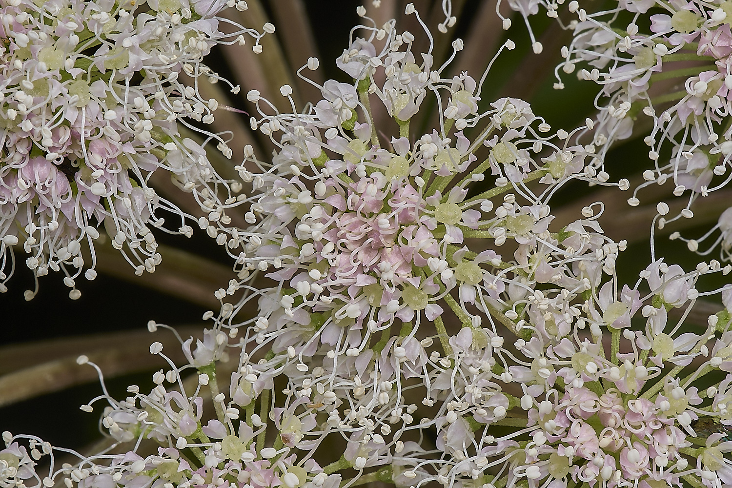 FoxleyWoodAngelica280724-1