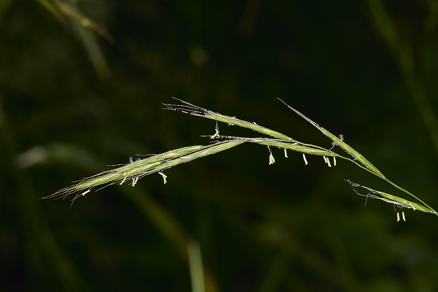 FoxleyWoodBrachypodium280721