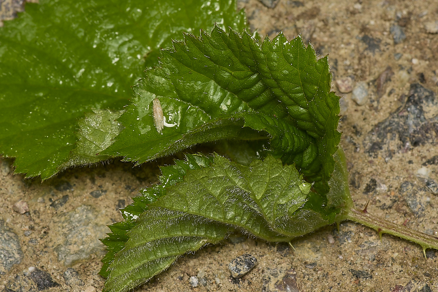 FoxleyWoodBramble280724-2