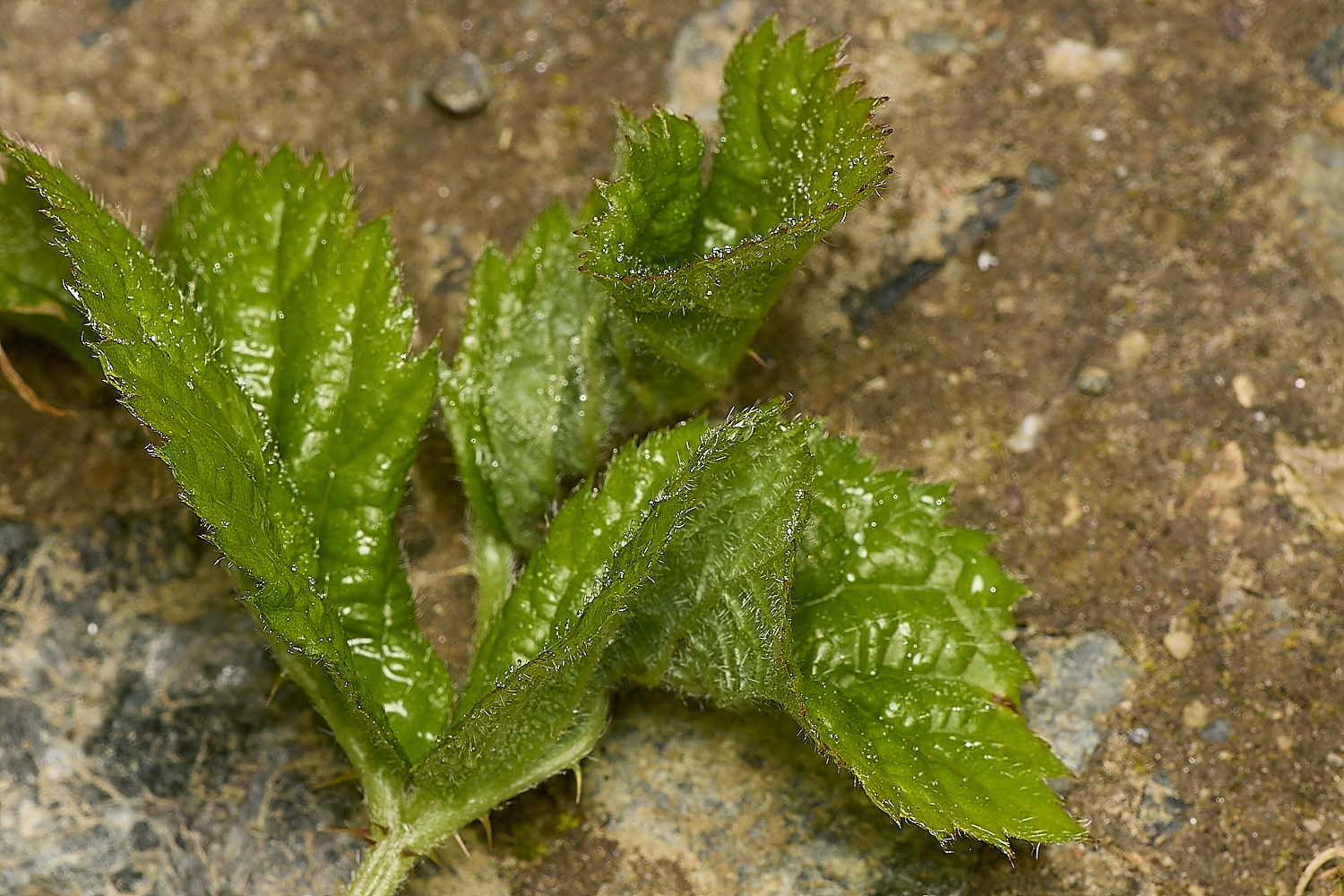 FoxleyWoodBramble280724-3