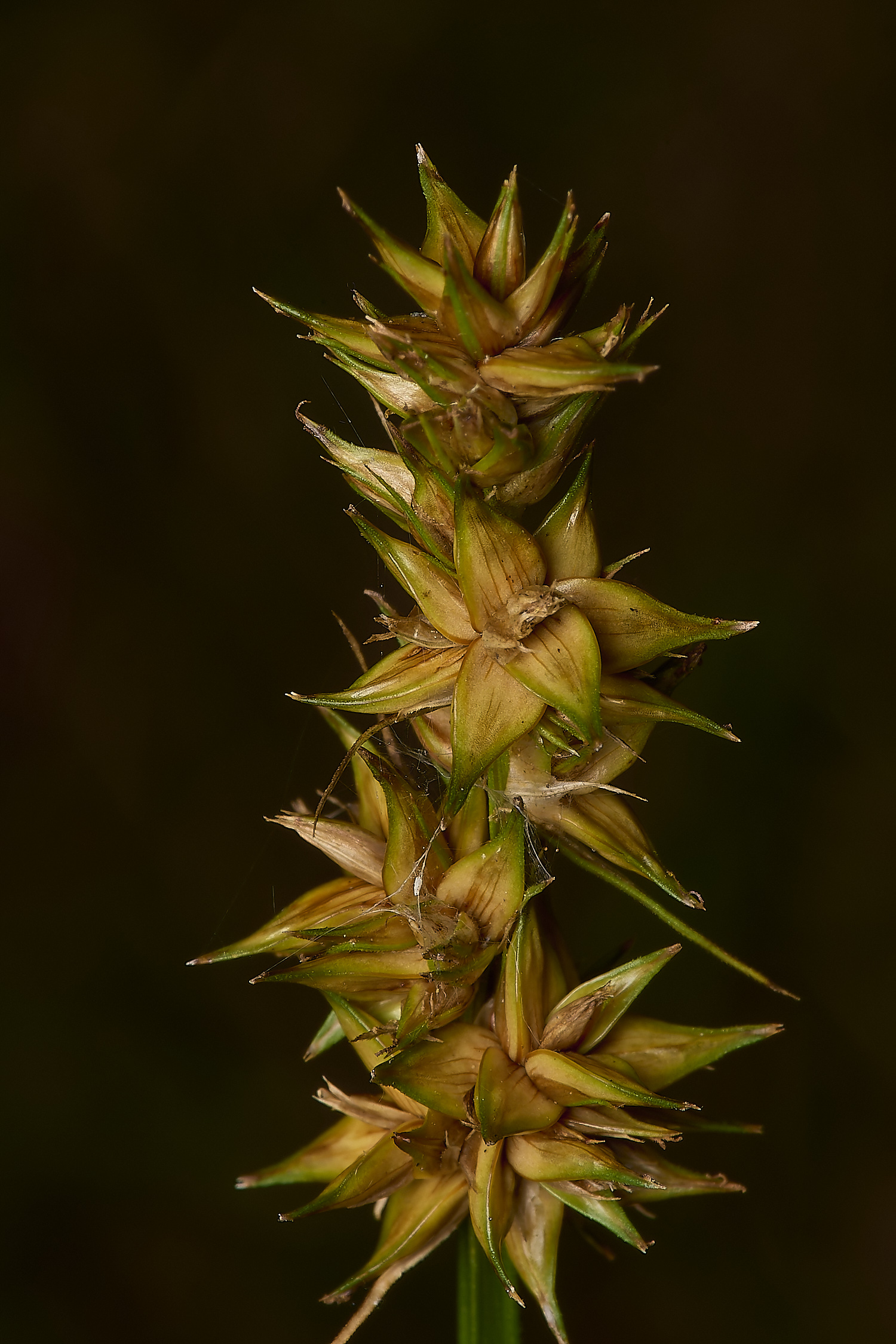 FoxleyWoodFalseFoxSedge280724-1