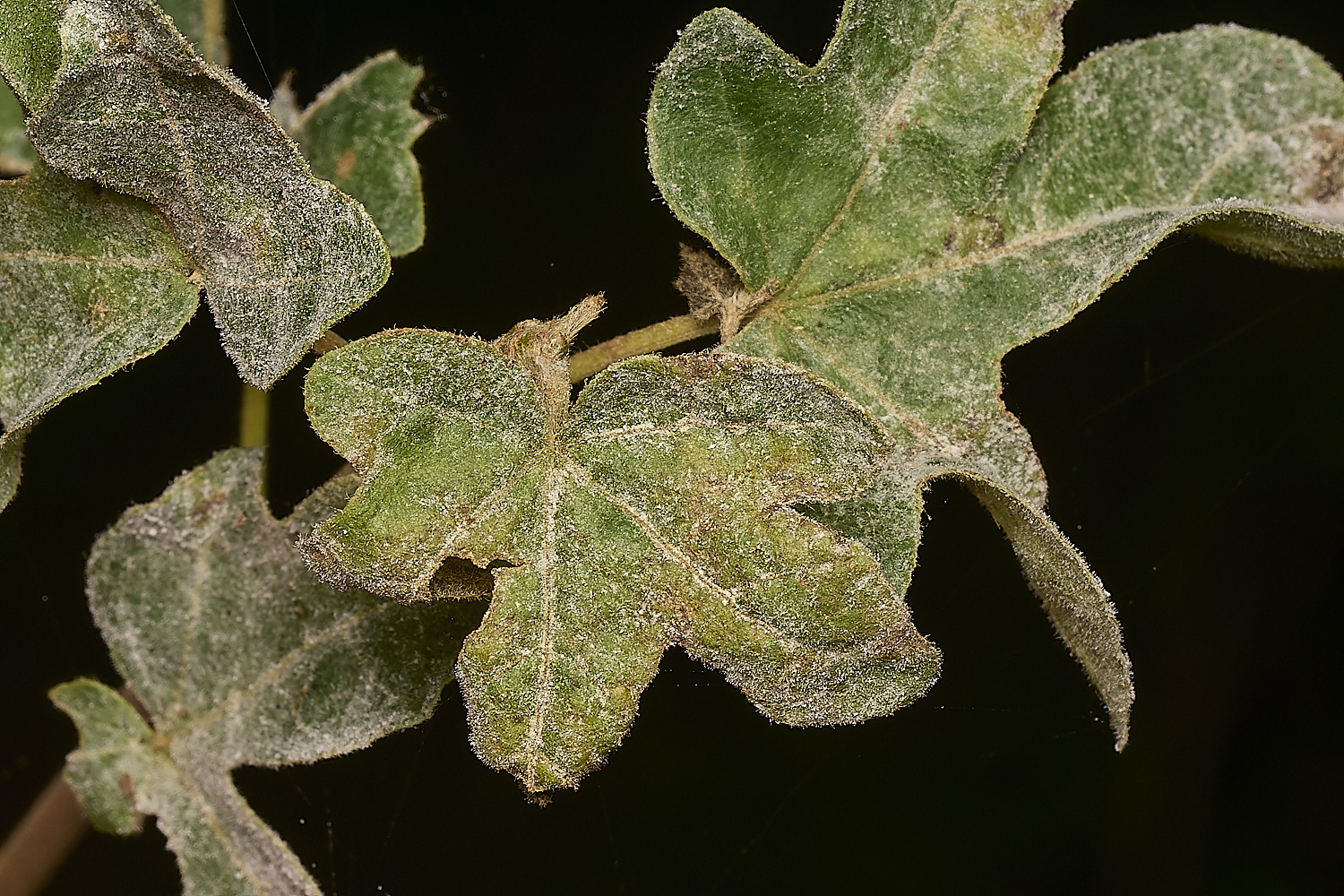 FoxleyWoodFieldMapleRust280724-1