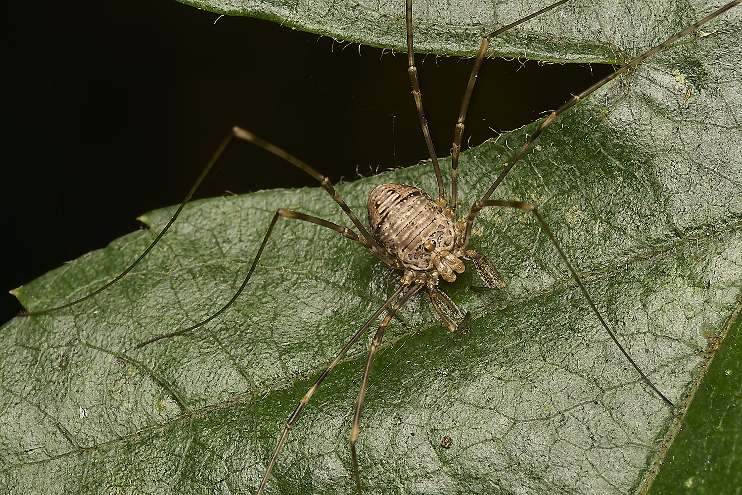 FoxleyWoodHarvestmen280724-1