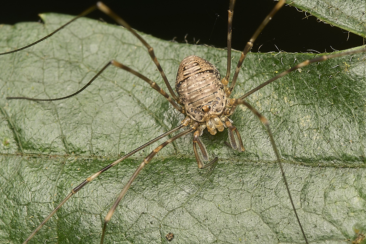 FoxleyWoodHarvestmen280724-2