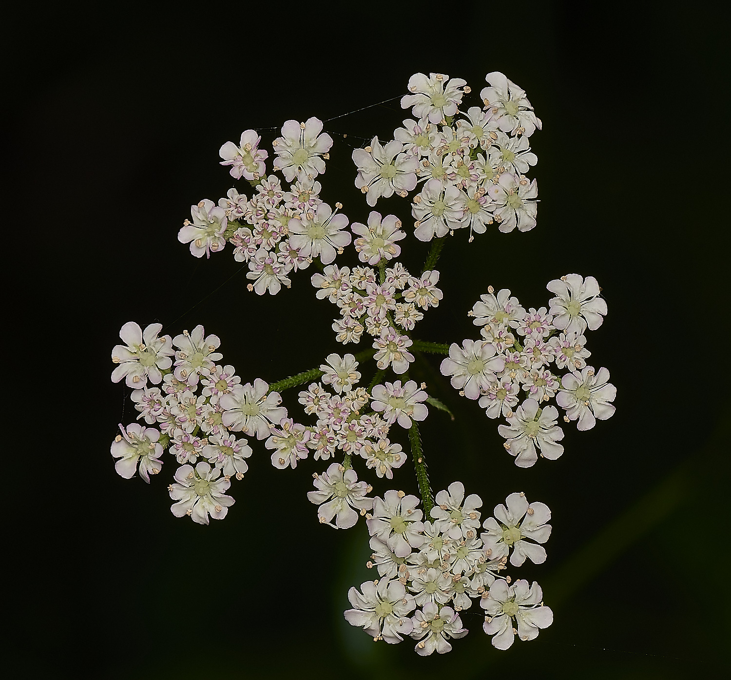 FoxleyWoodHedgeParsley280724-1