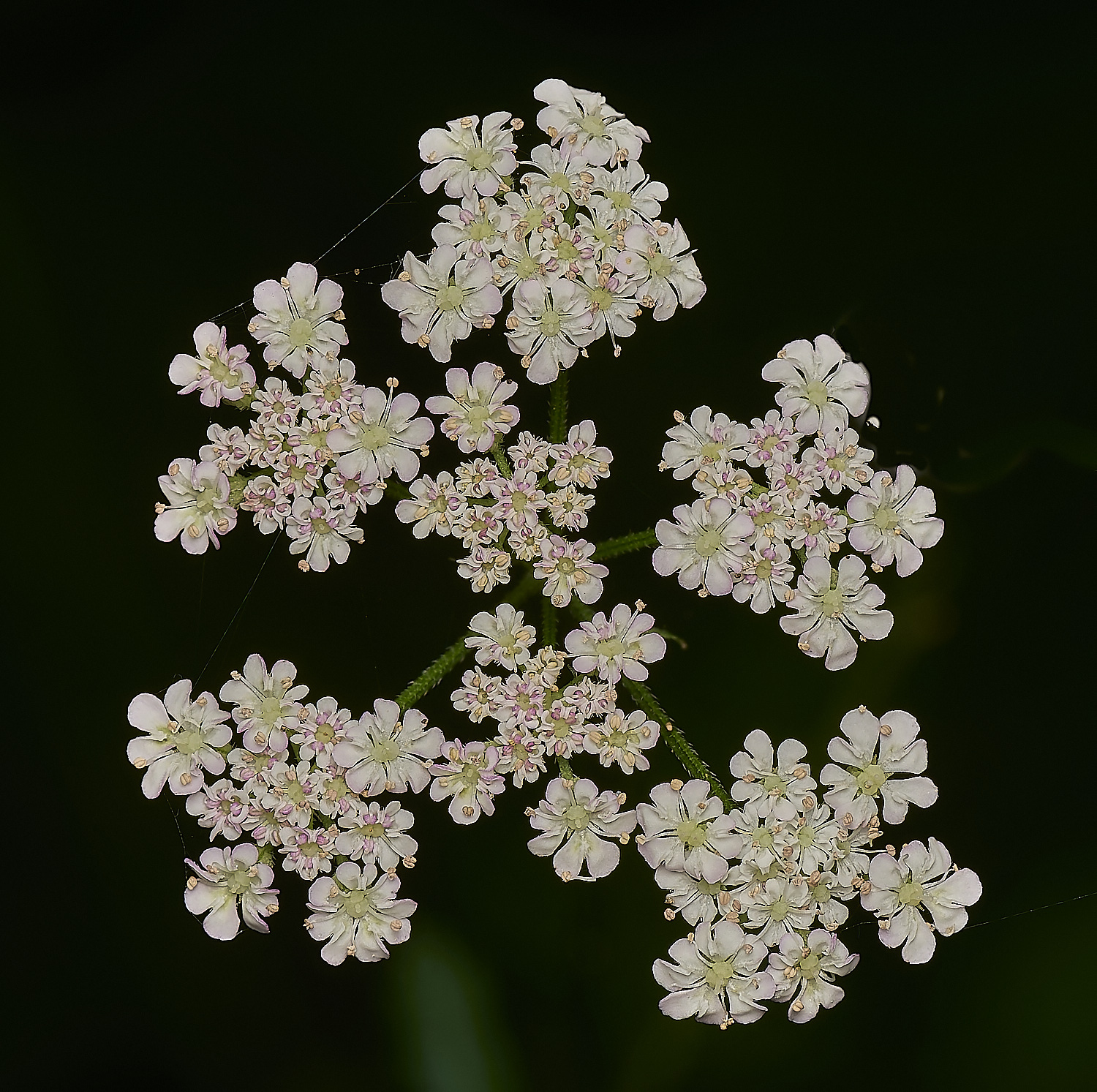 FoxleyWoodHedgeParsley280724-2