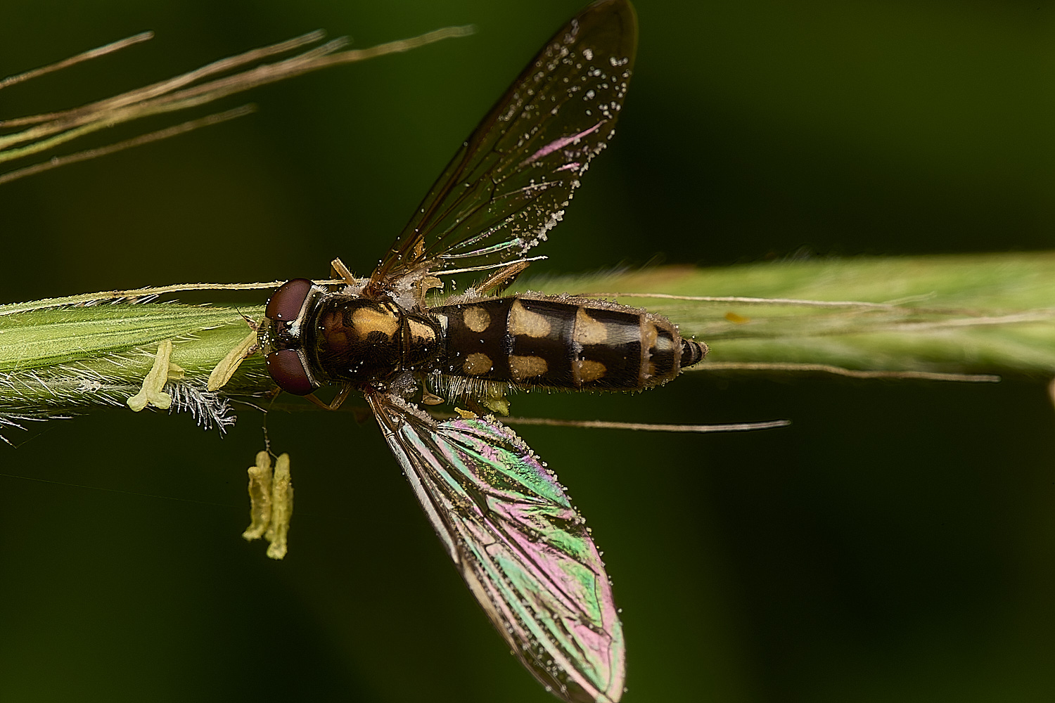 FoxleyWoodHover280724-4