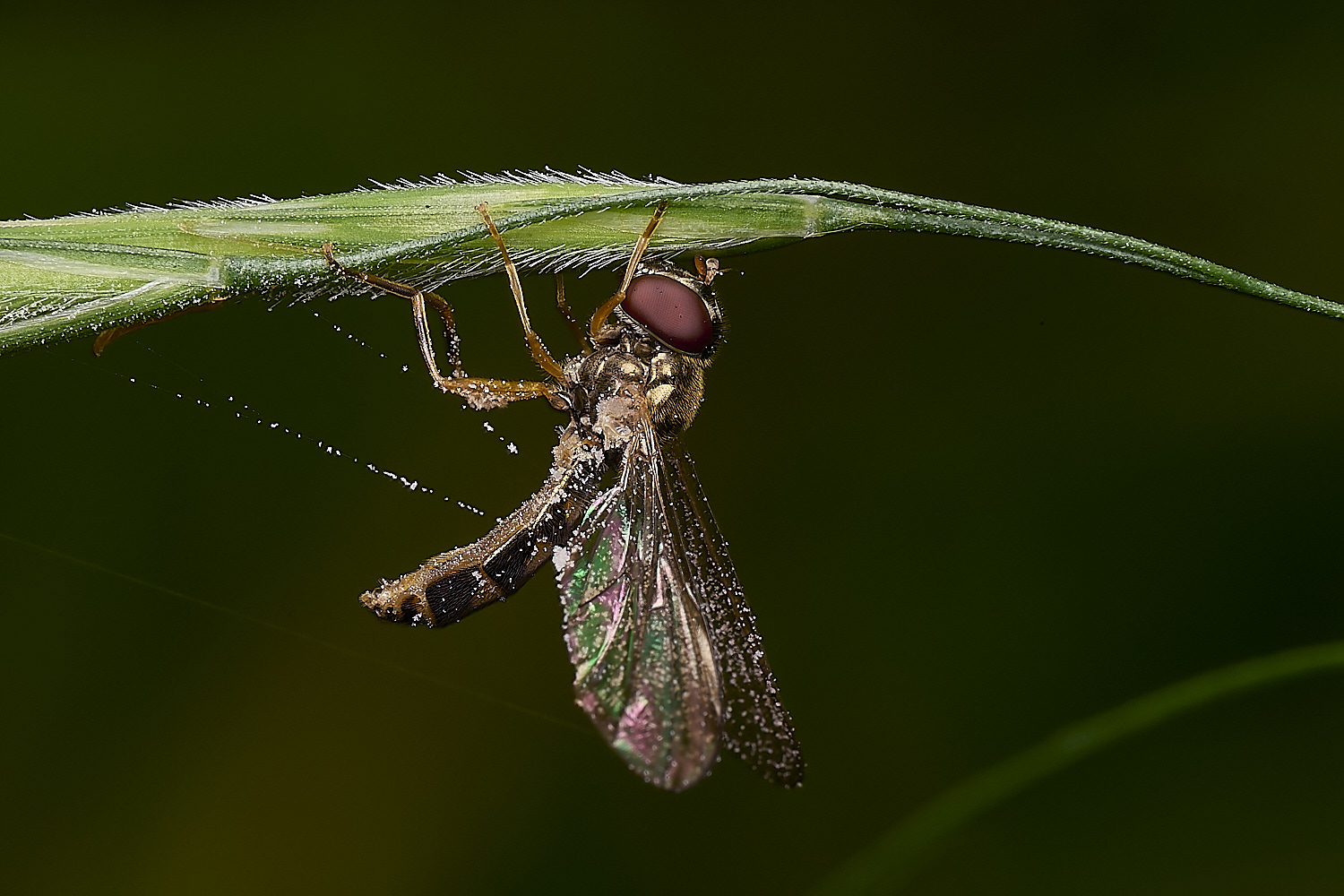 FoxleyWoodHover280724-7