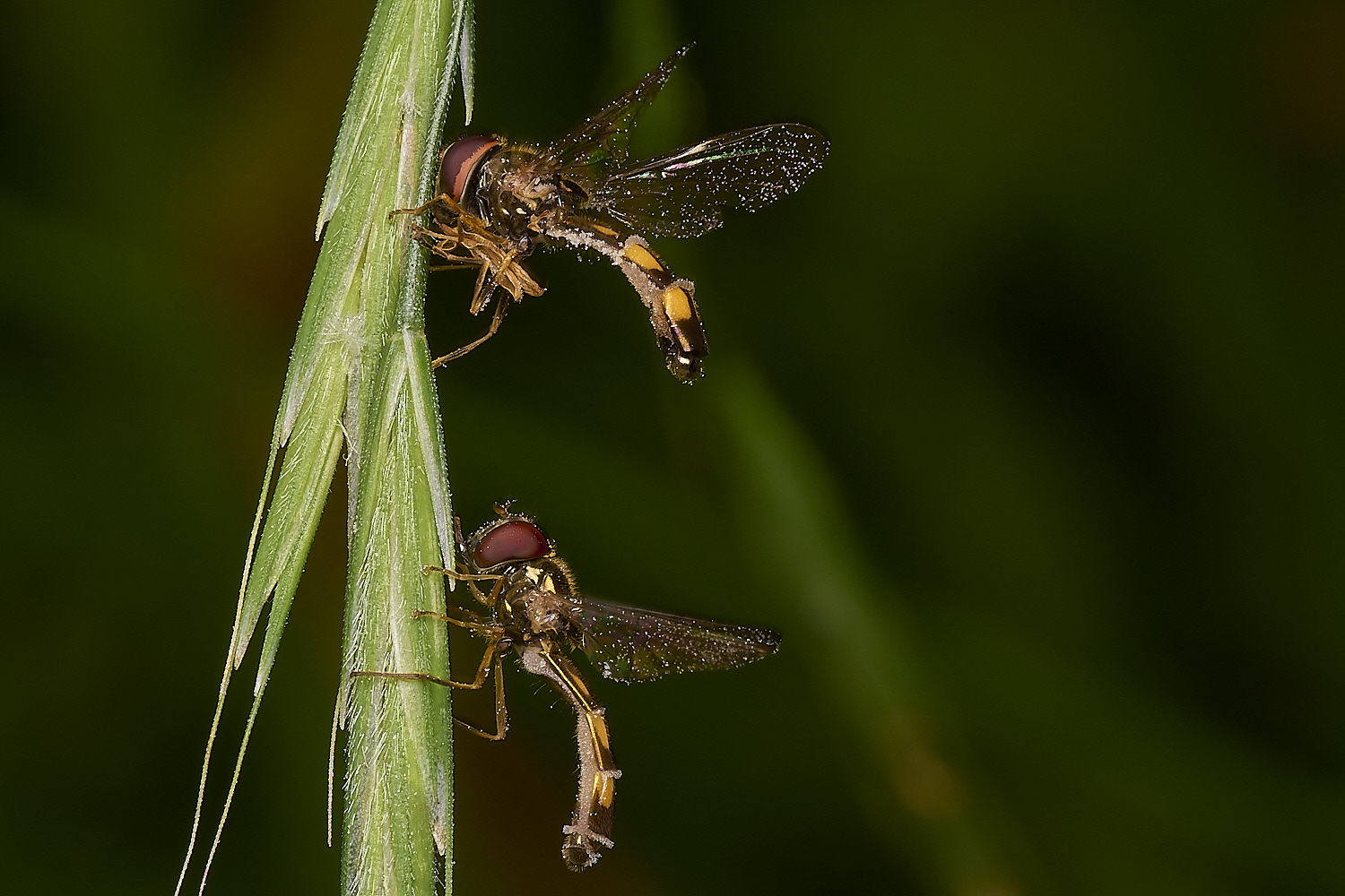 FoxleyWoodHover280724-8