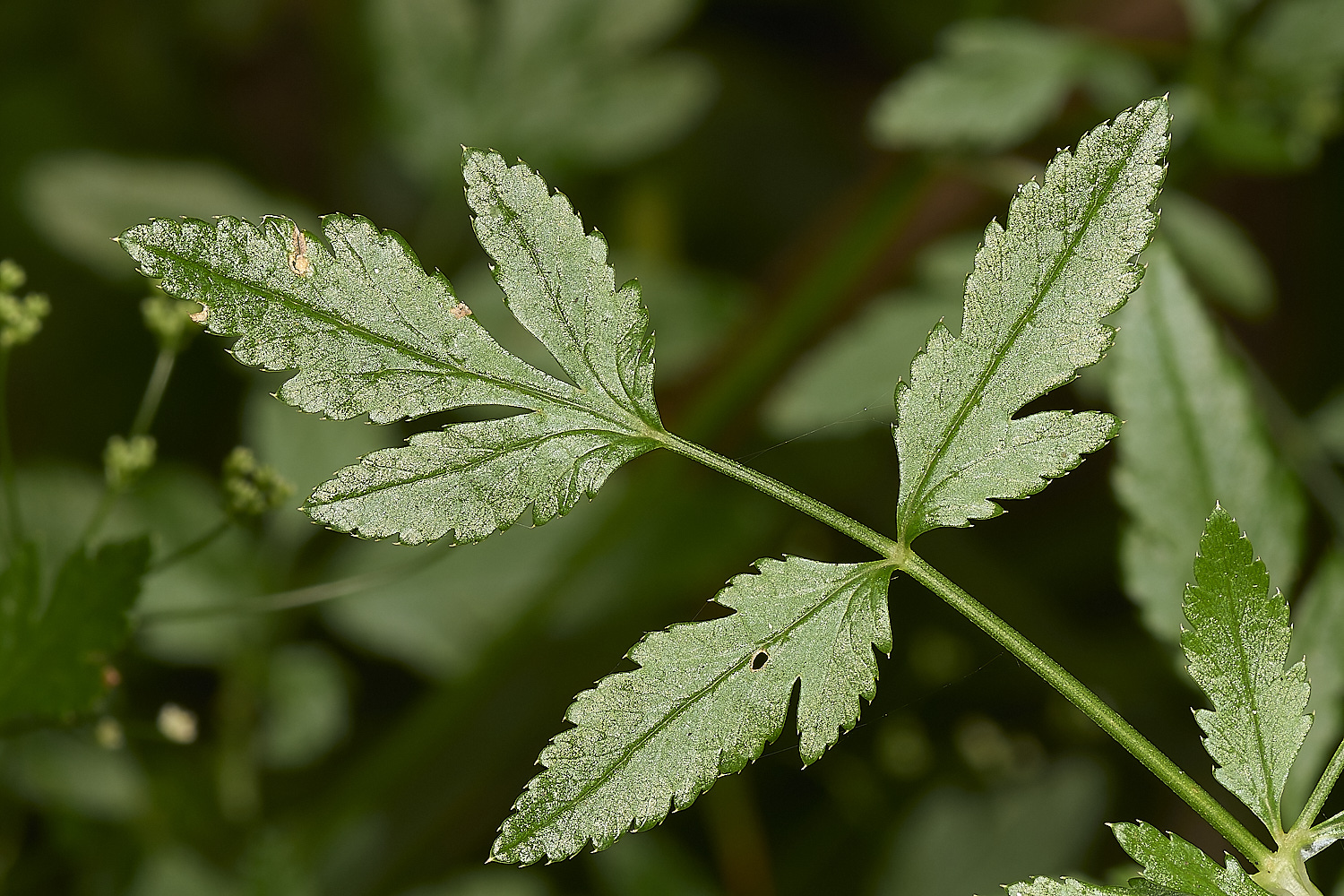 FoxleyWoodLesserWaterParsnip280724-1