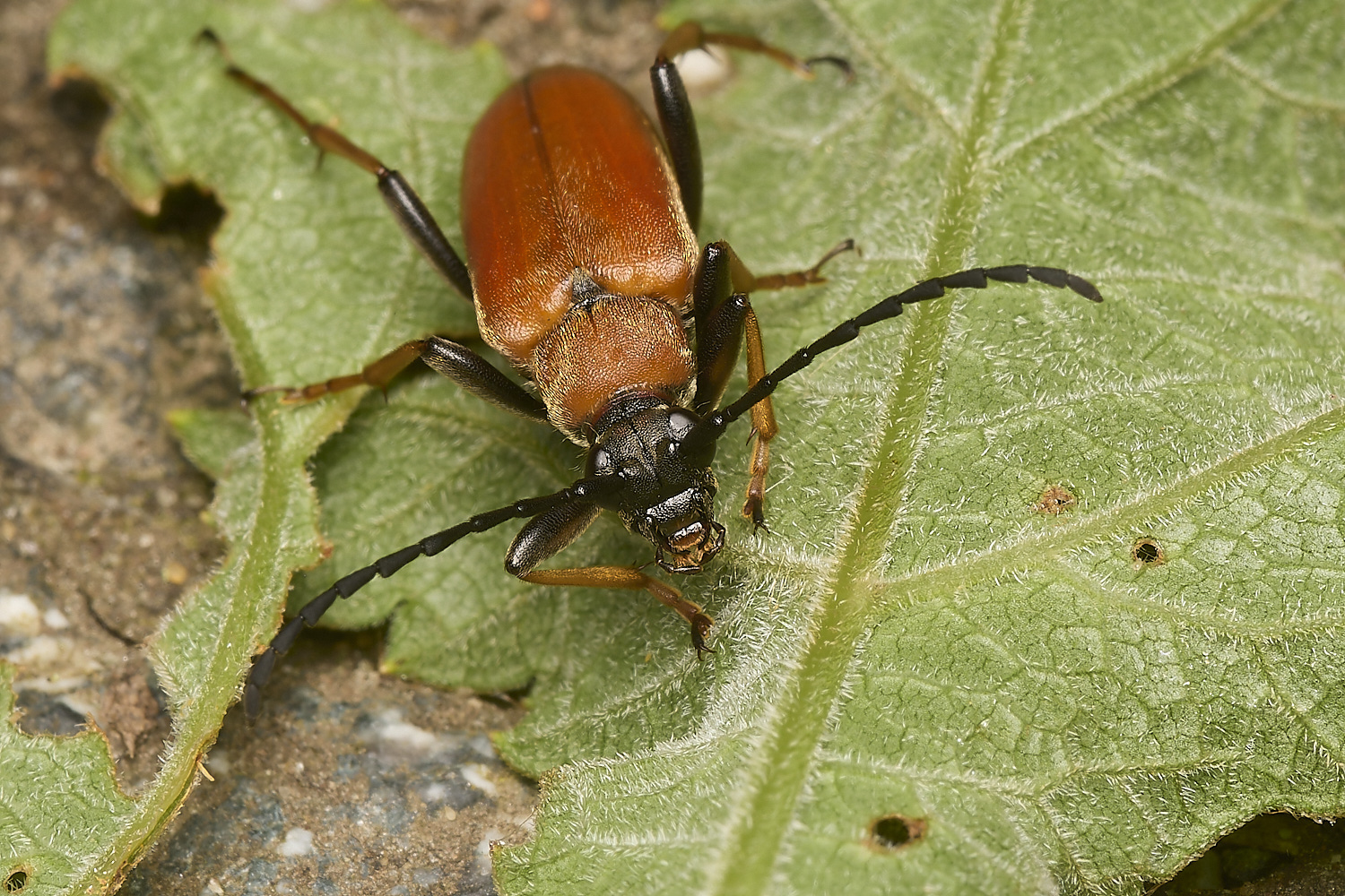 FoxleyWoodLonghorn280724-2