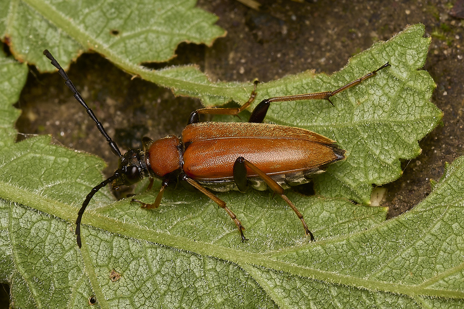 FoxleyWoodLonghorn280724-3