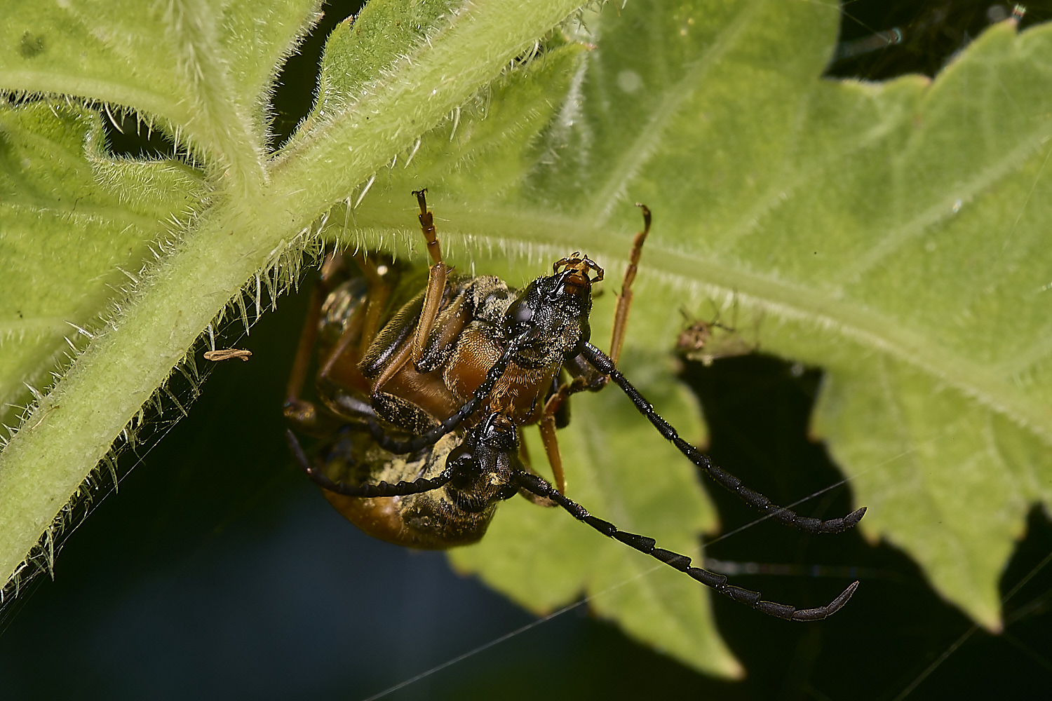 FoxleyWoodLonghorn280724-1