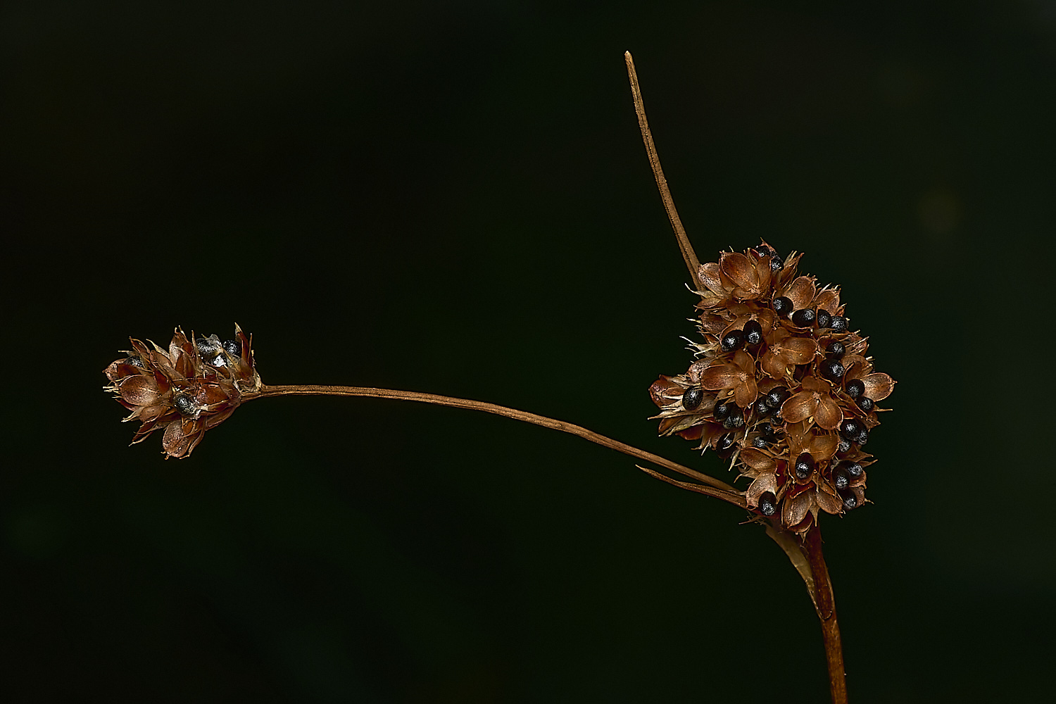 FoxleyWoodRush280724-2