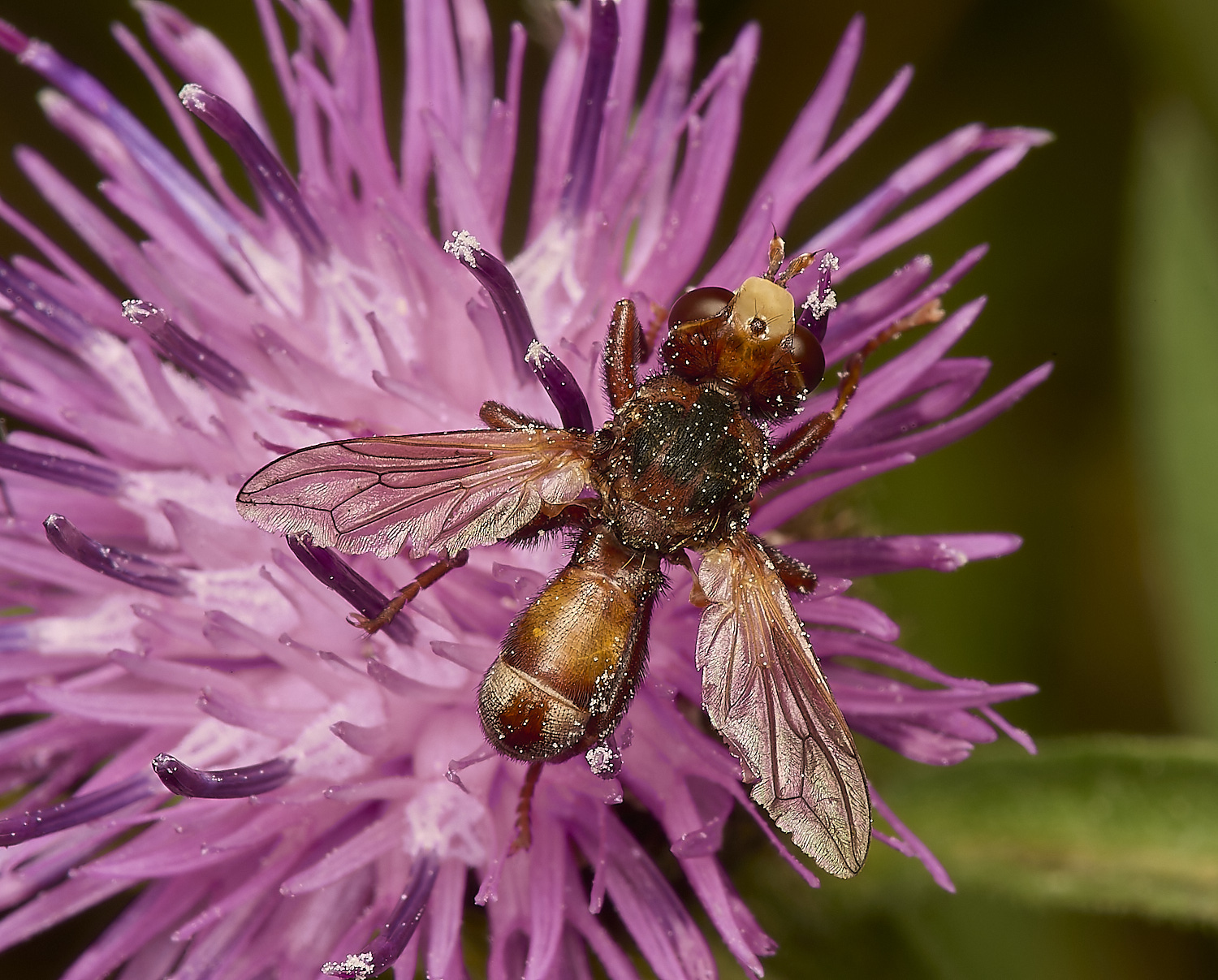 FoxleyWoodSfeerugineus280724-1