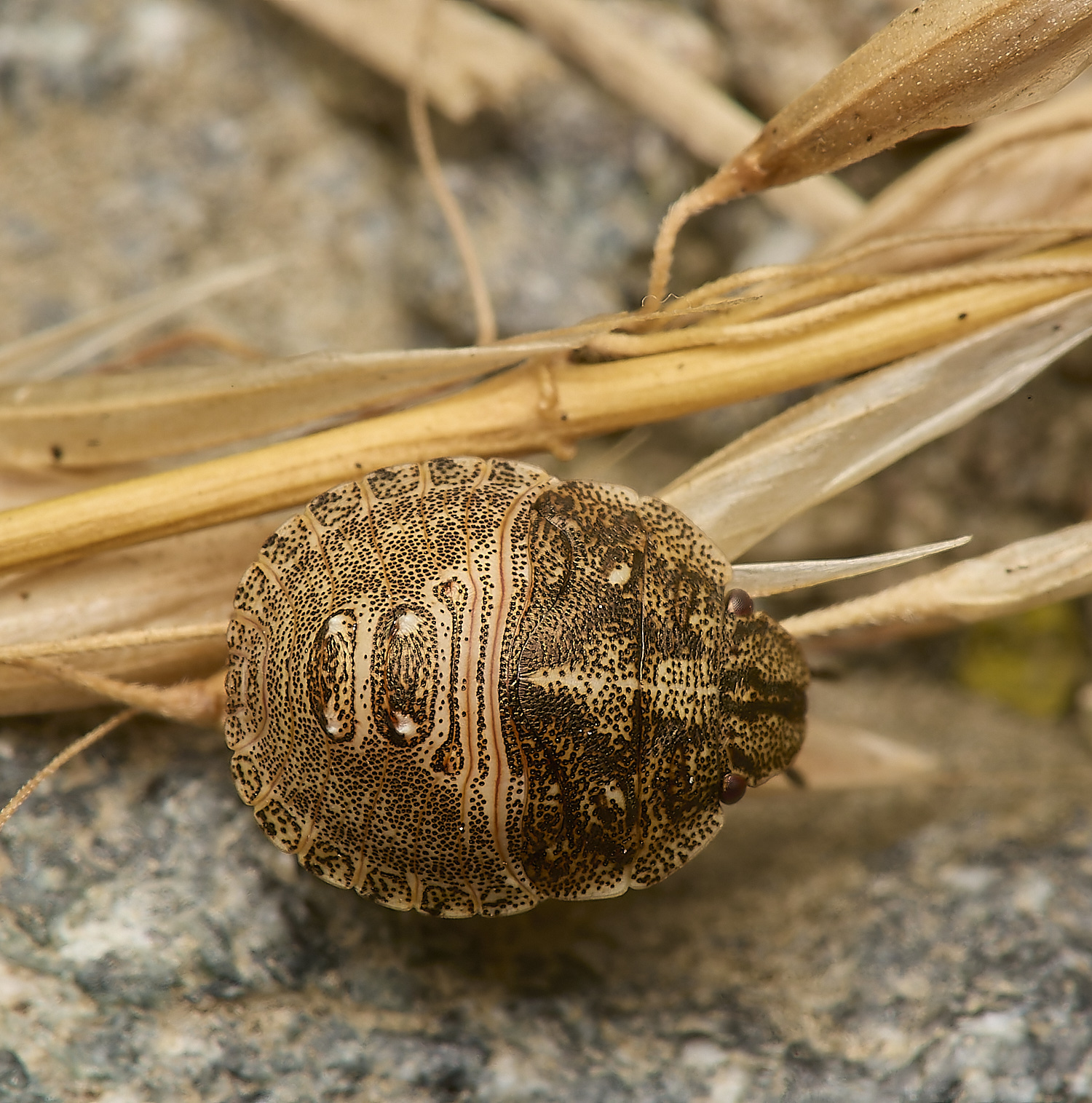 FoxleyWoodShieldBug289724-2