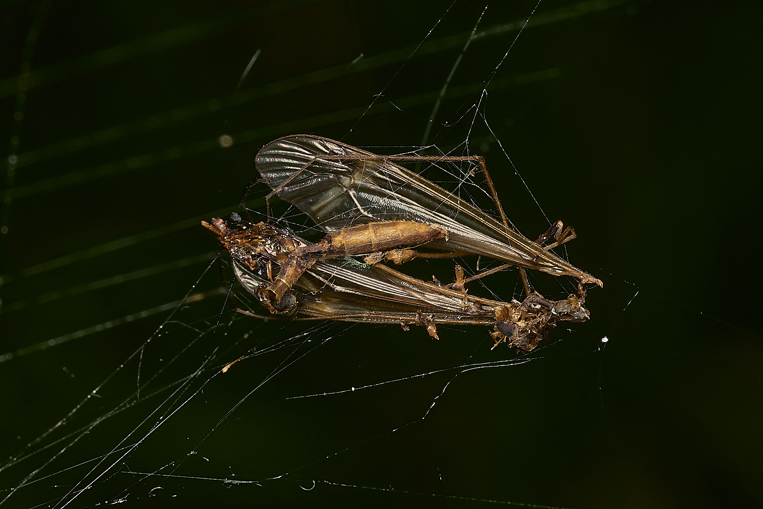 FoxleyWoodSpider280724-2