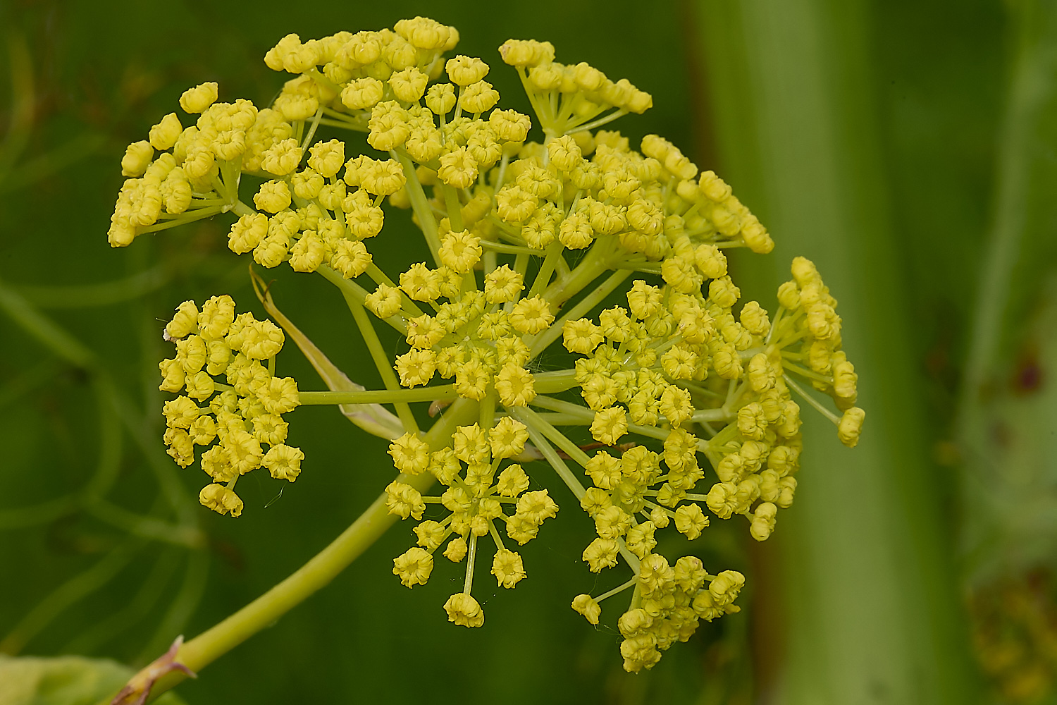 GreshamGiantFennel090524-4-NEF-