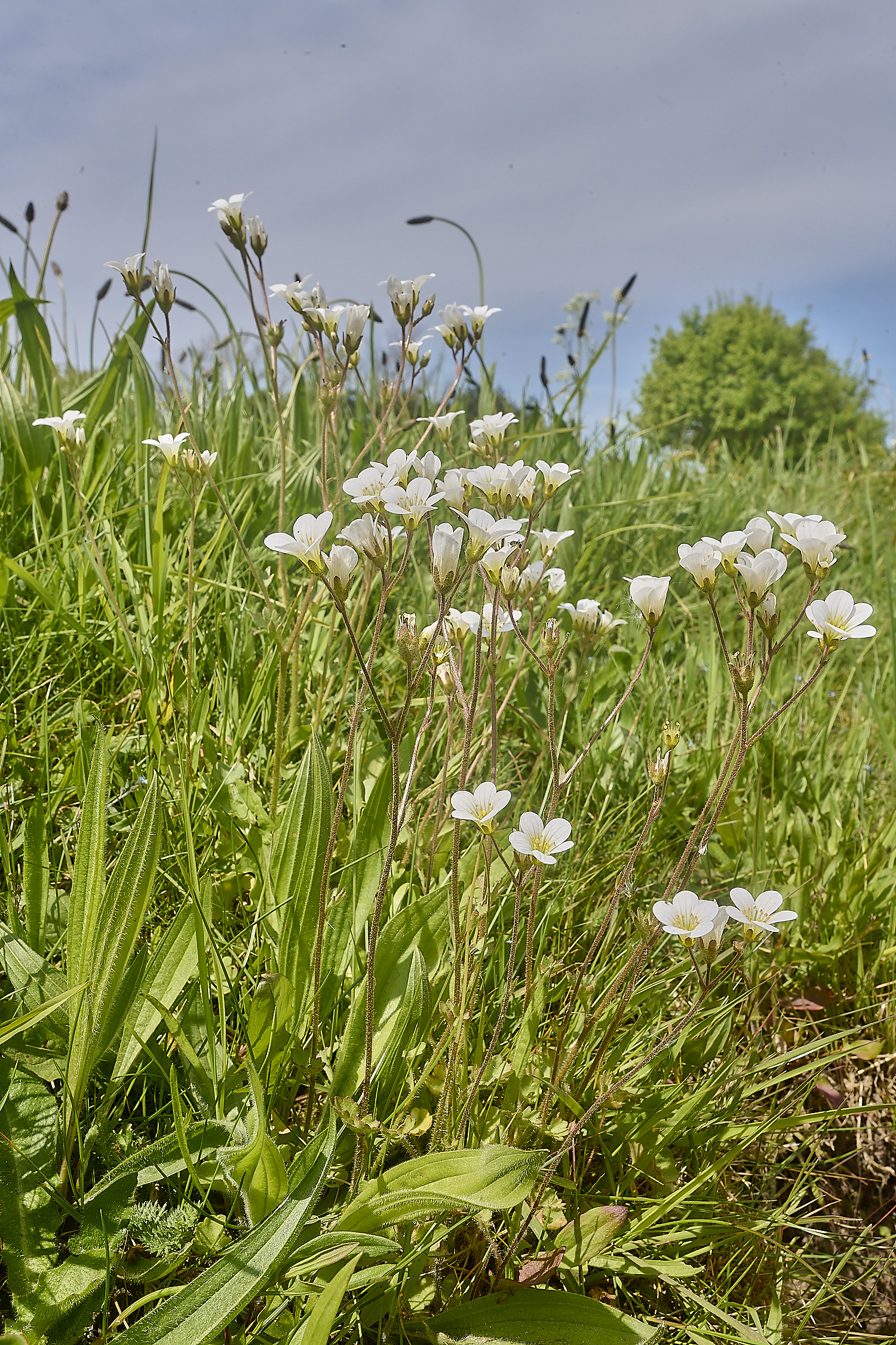 GreshamMeadowSaxifrage090524-1-NEF-