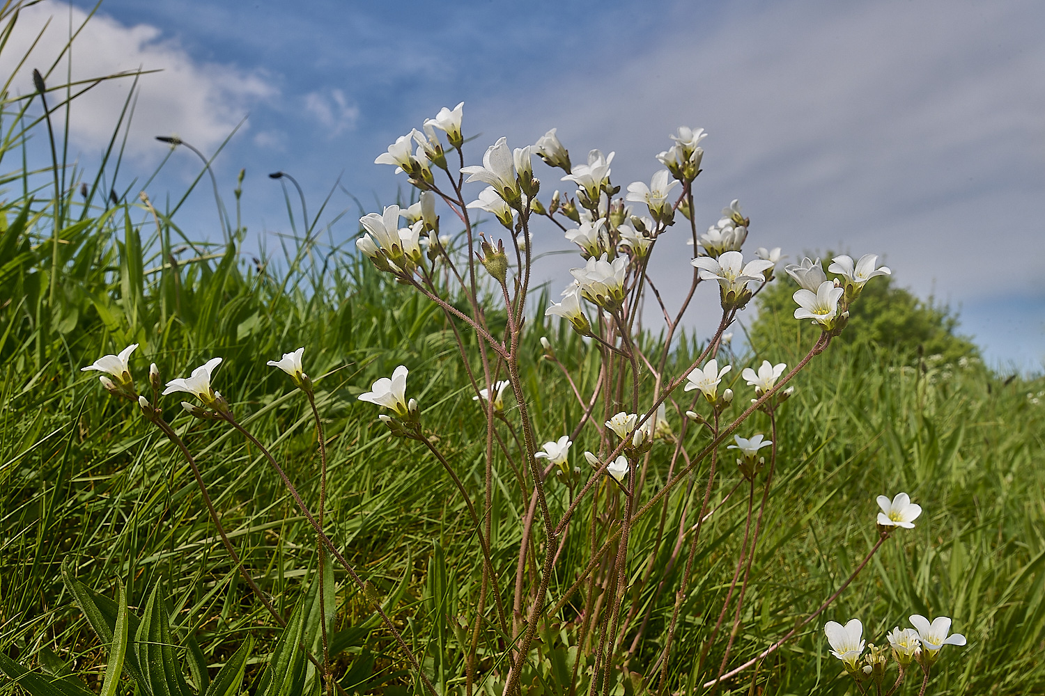 GreshamMeadowSaxifrage090524-5-NEF-