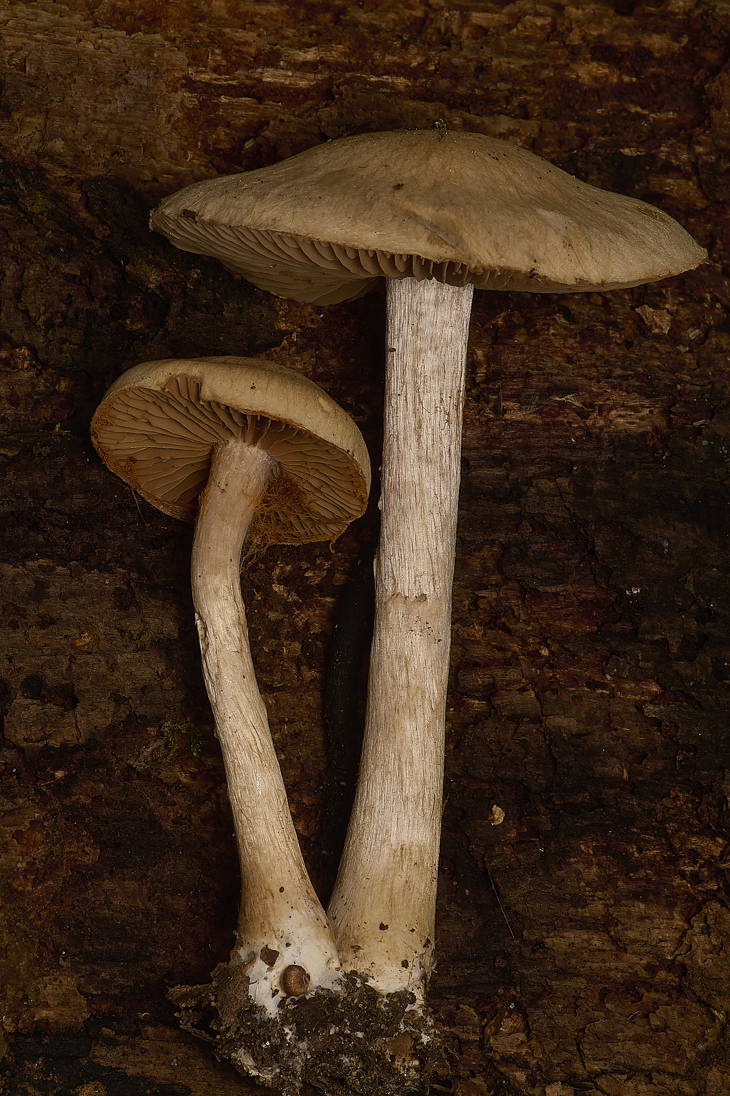 GressenhallCortinarius251024-1