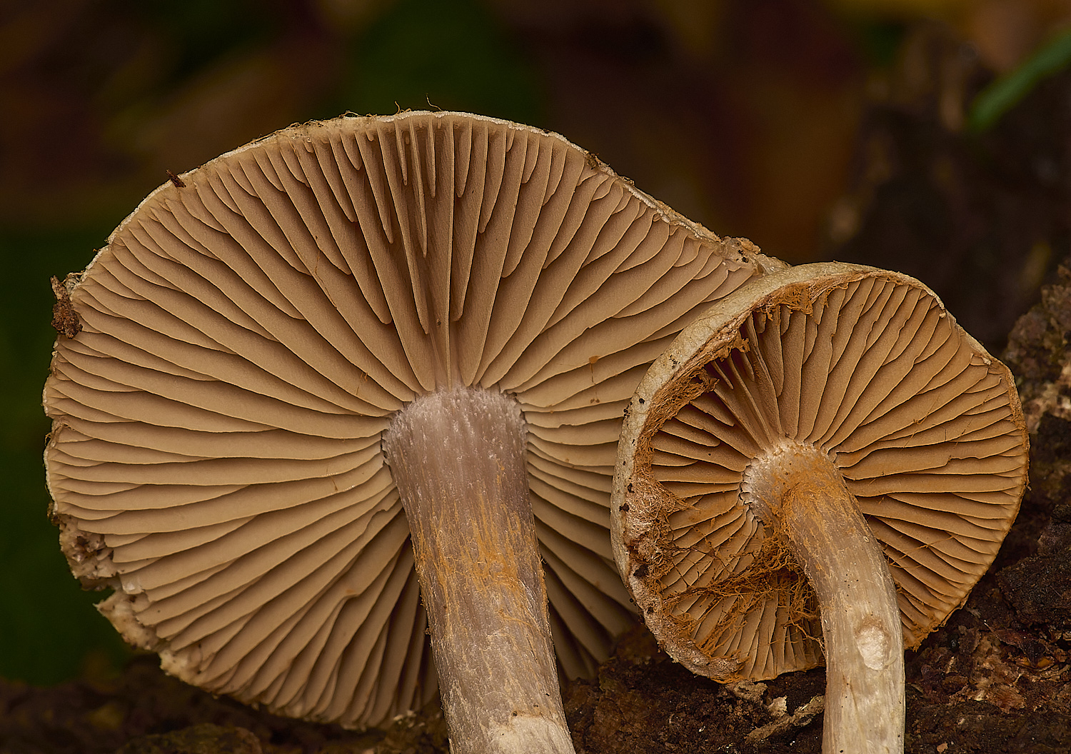 GressenhallCortinarius251024-2