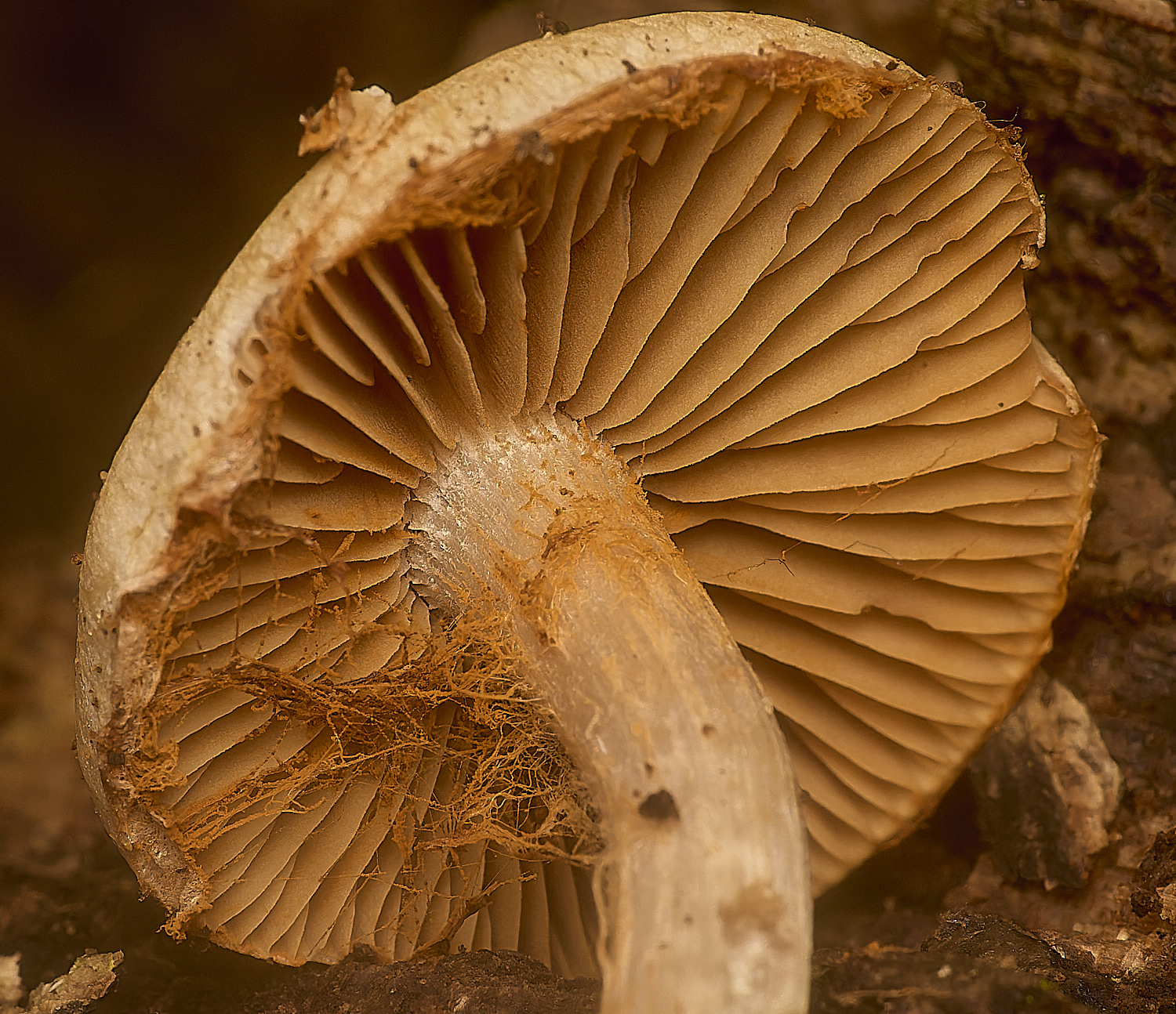 GressenhallCortinarius251024-3