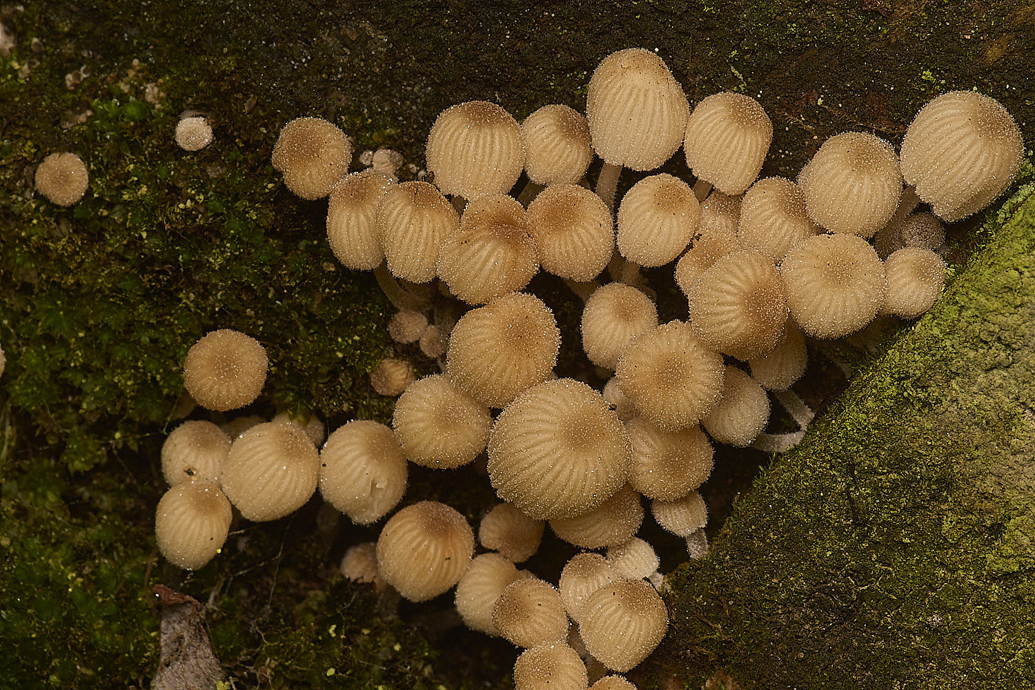 GressenhallFairyInkcap251024-1