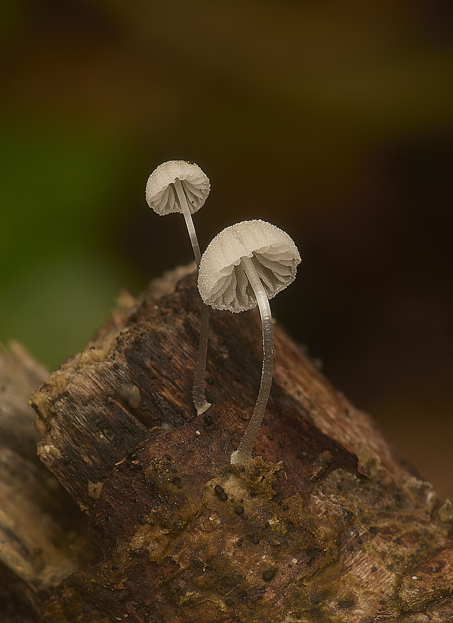 GressenhallFrostyBonnet251024-1