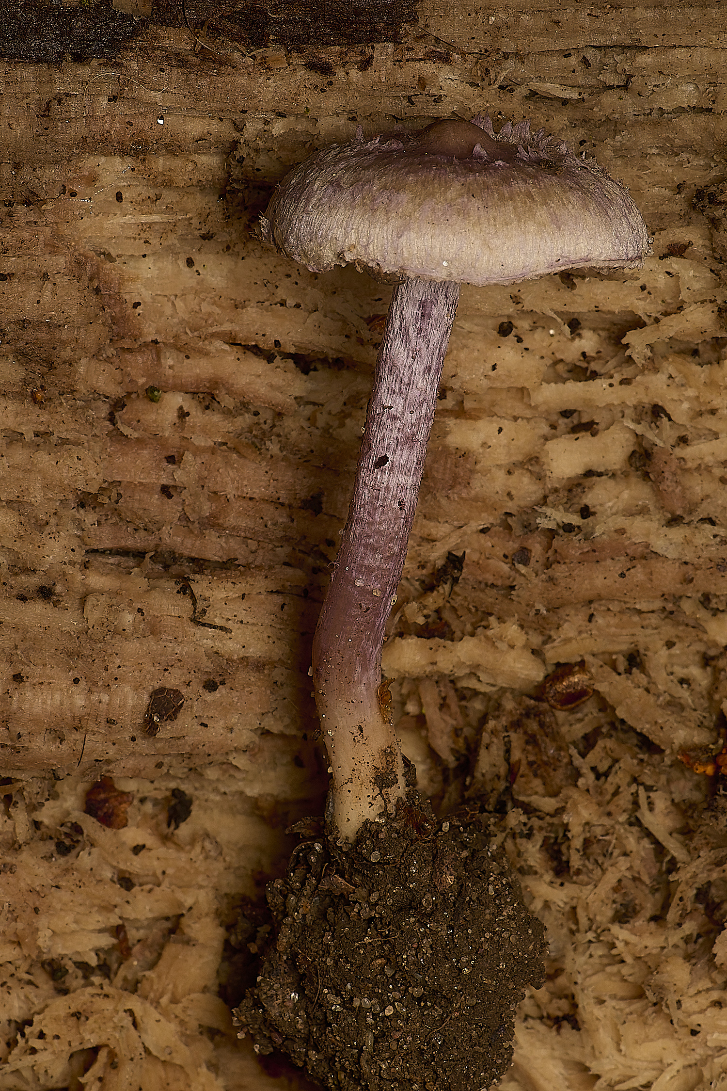 GressenhallInocybe251024-1