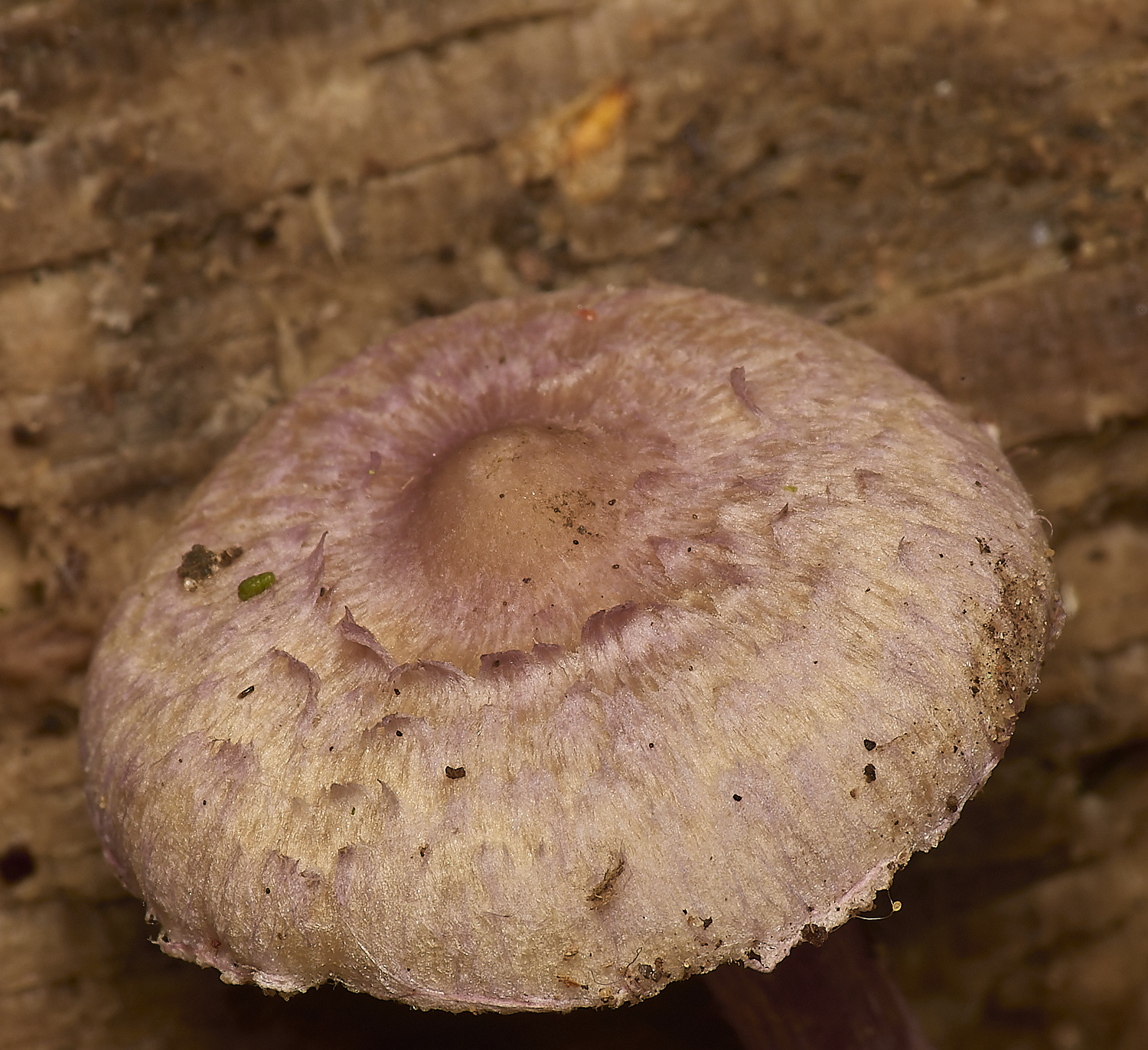 GressenhallInocybe251024-2