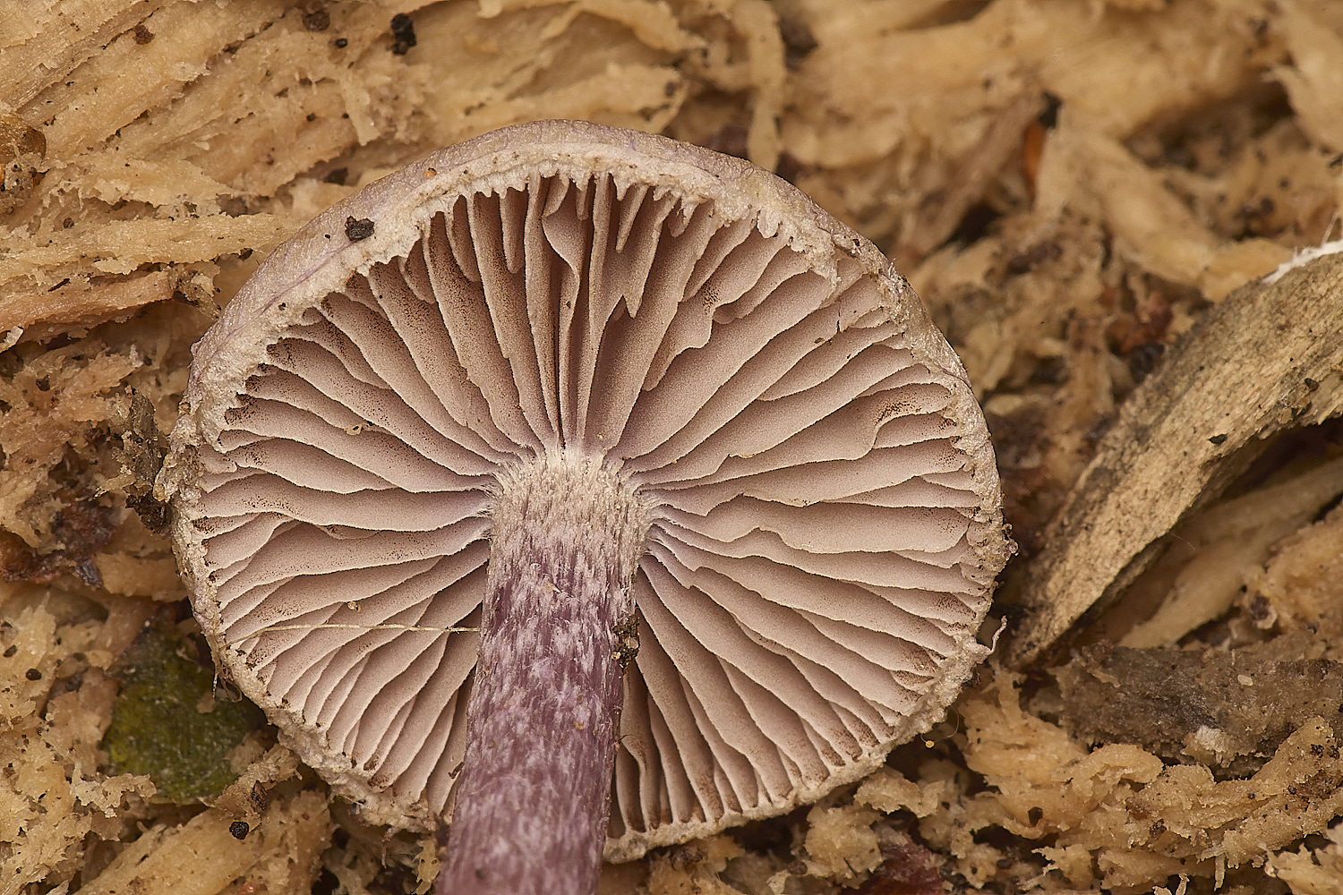 GressenhallInocybe251024-3