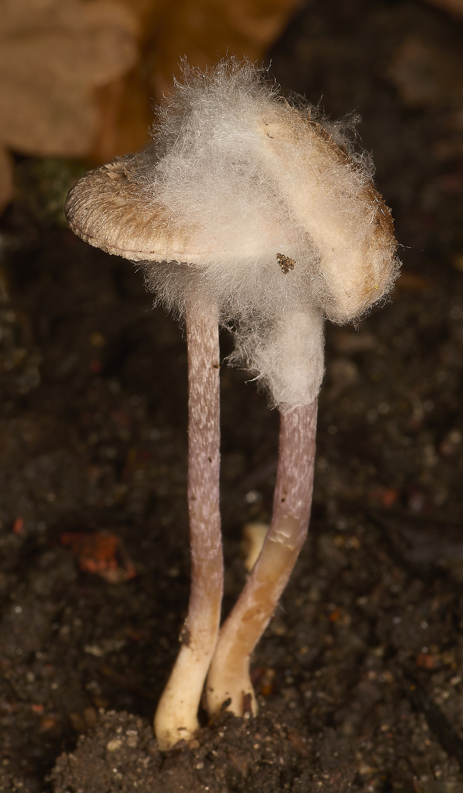 GressenhallInocybe251024-5